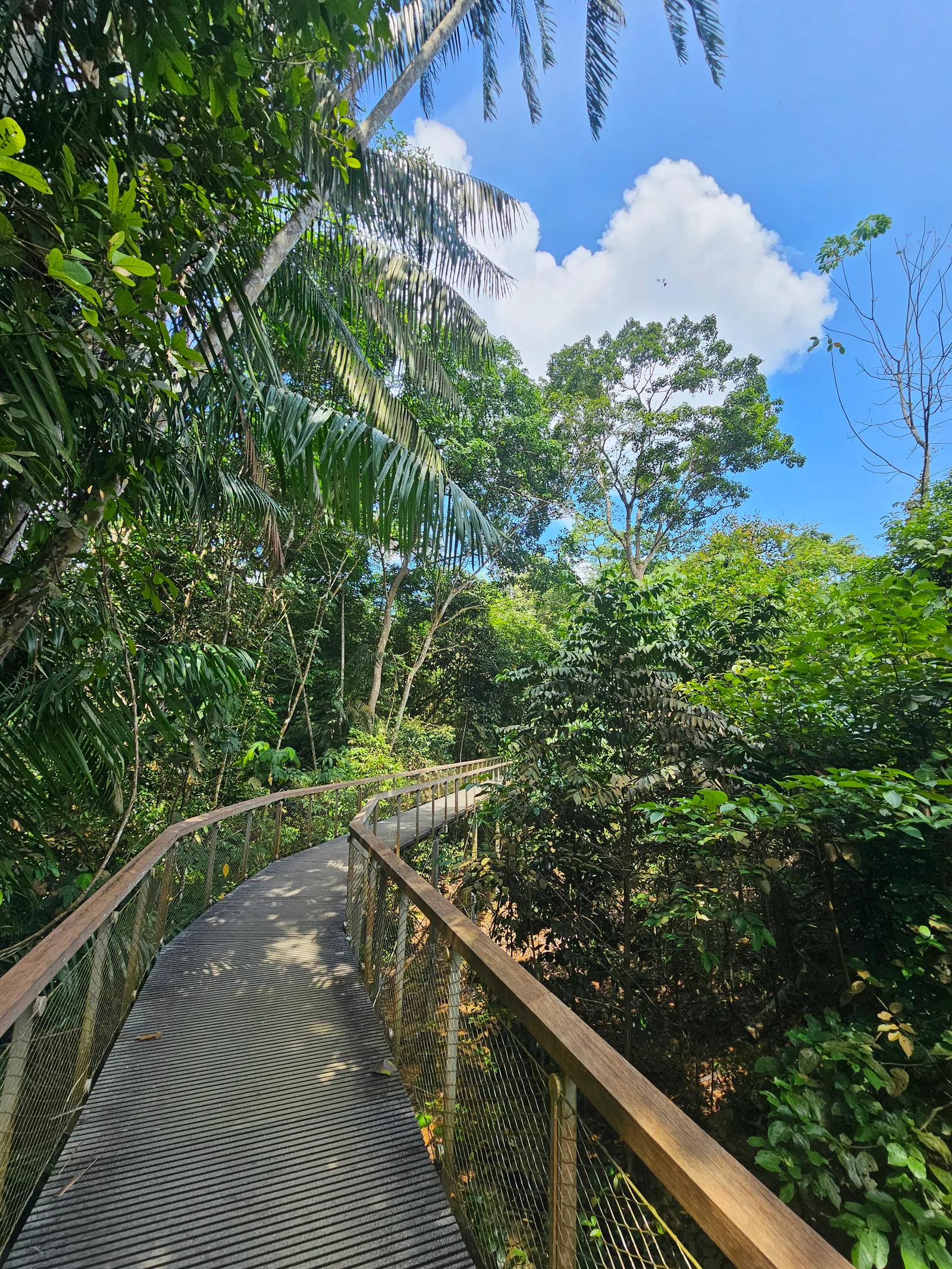 Around the area at Macritchie Treetop Walk Trailhead Singapore — travel photo