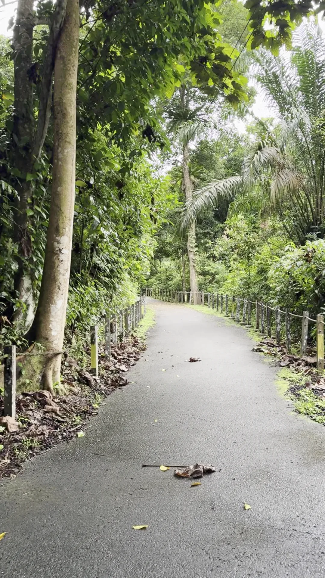 Details at Thomson Nature Park Singapore — travel photo