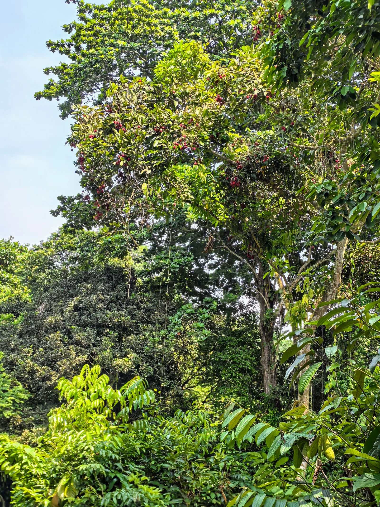 Thomson Nature Park โ hidden gems guide Singapore