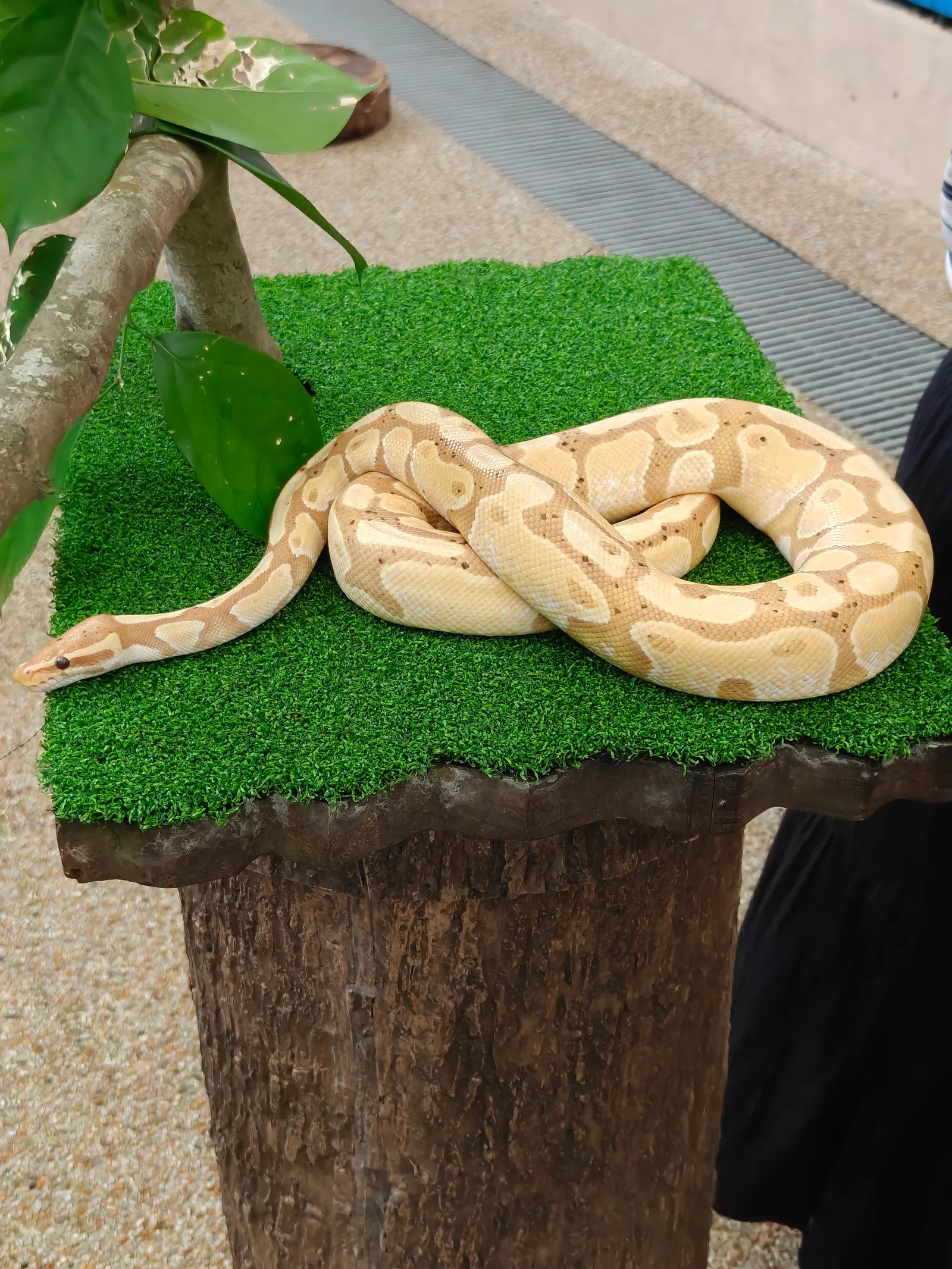 Around the area at Singapore Zoo Singapore — travel photo