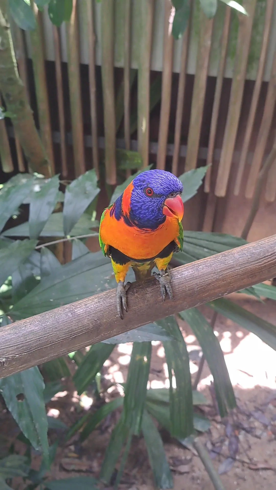 Interior at Bird Paradise Singapore — travel photo