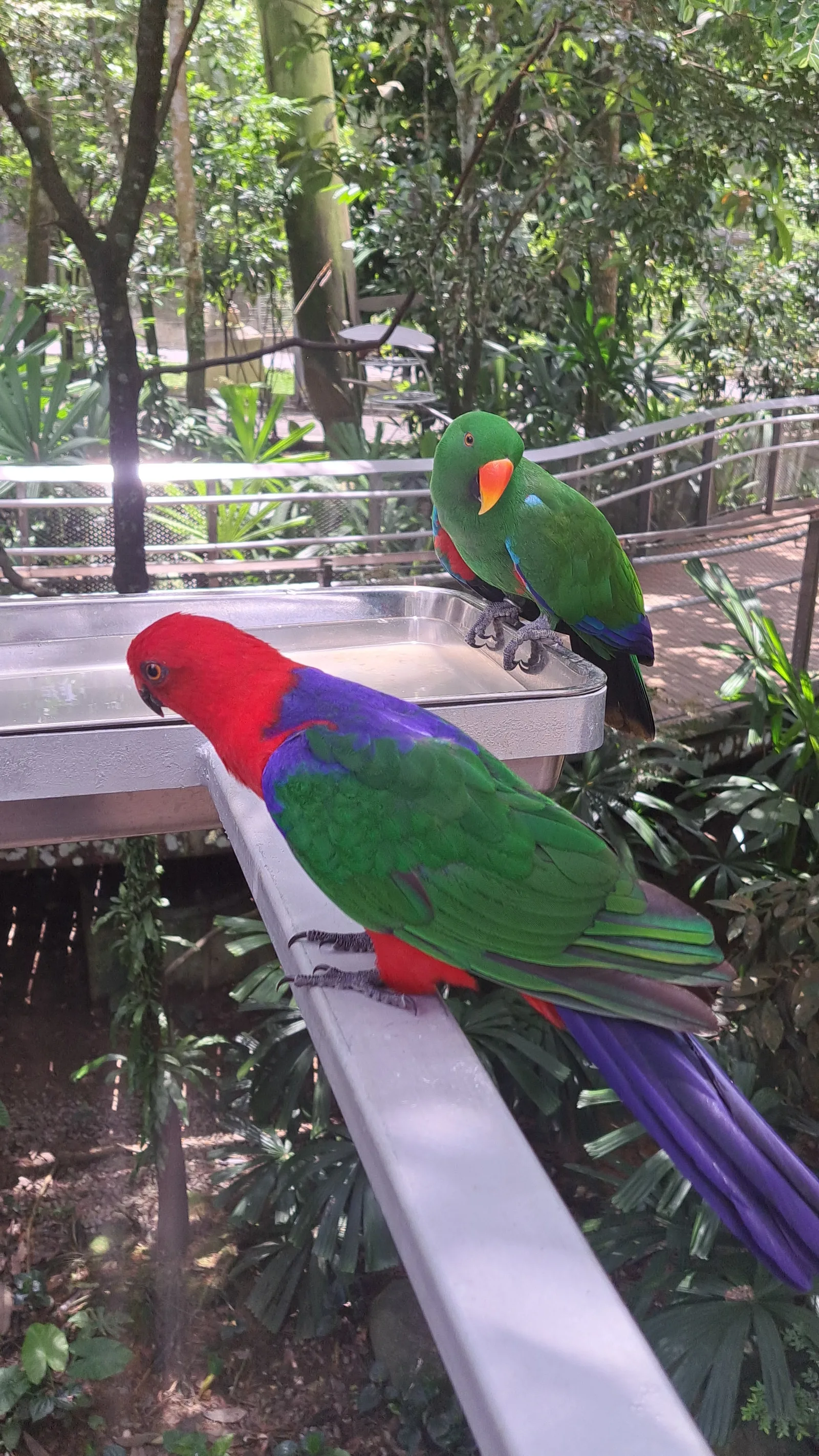 Details at Bird Paradise Singapore — travel photo
