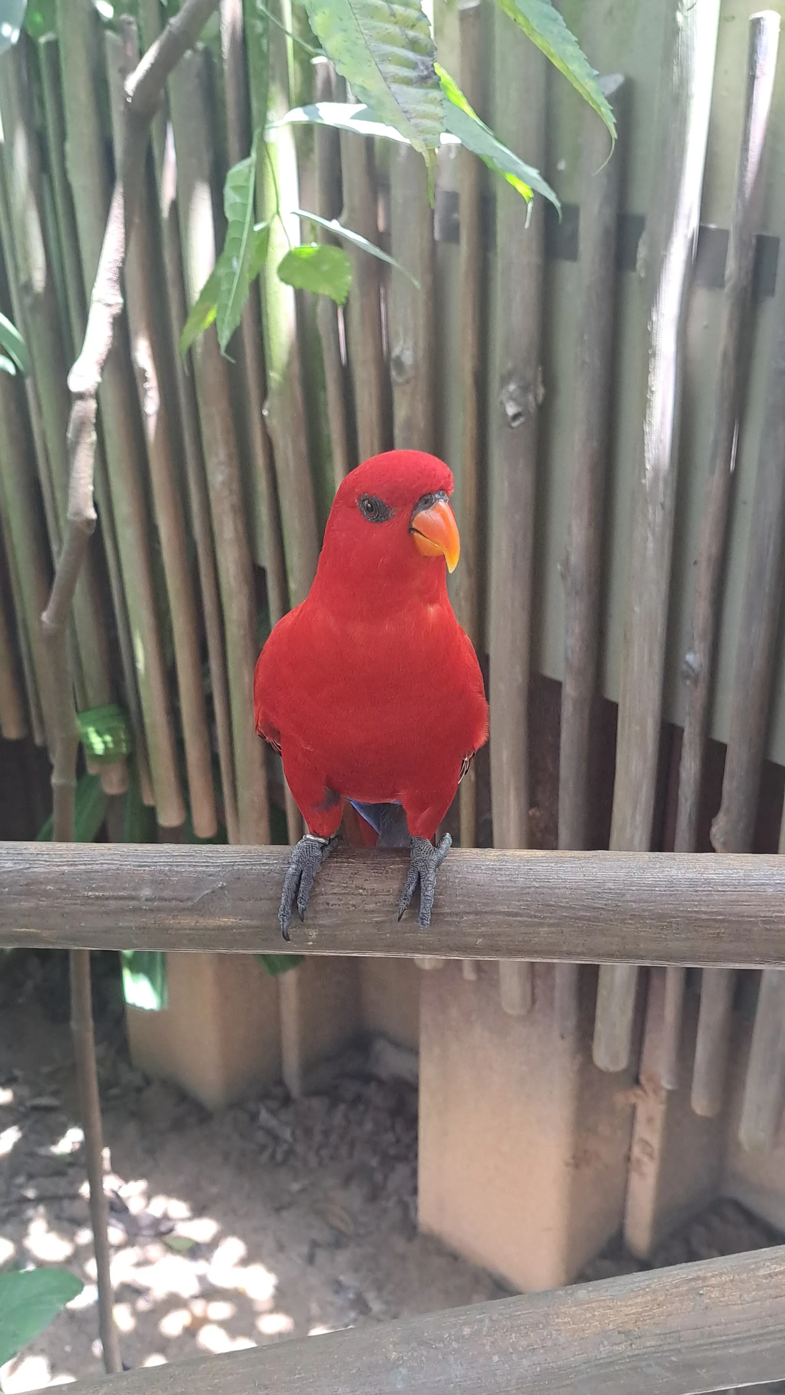 Atmosphere at Bird Paradise Singapore — travel photo