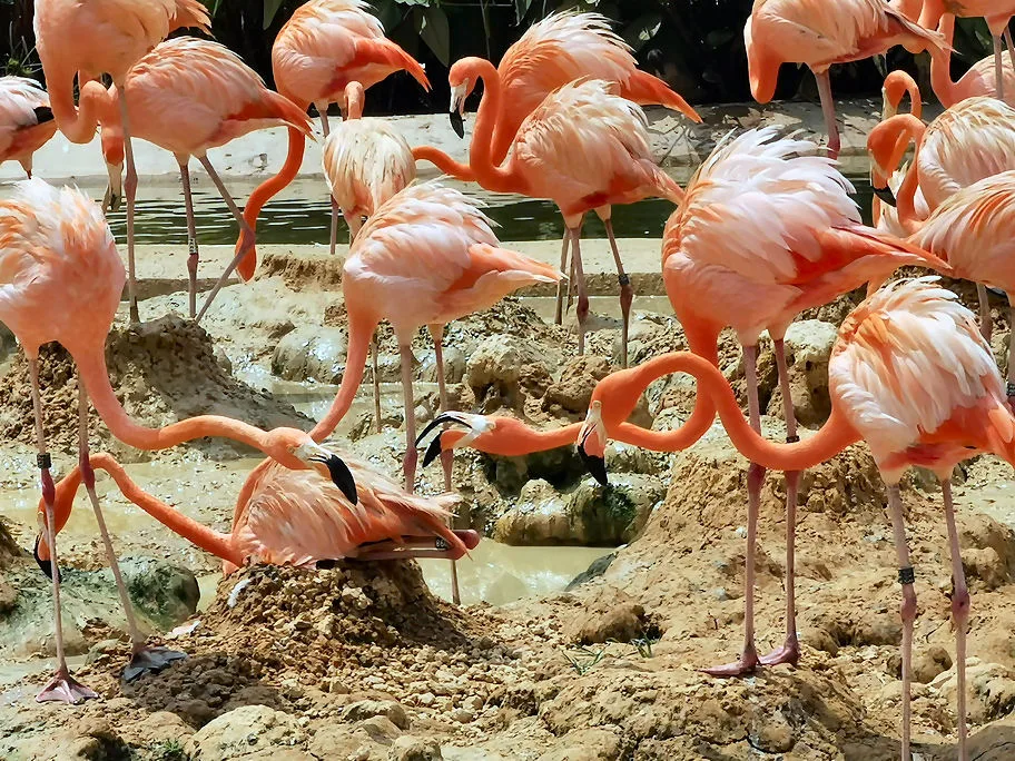 Bird Paradise — family guide Singapore