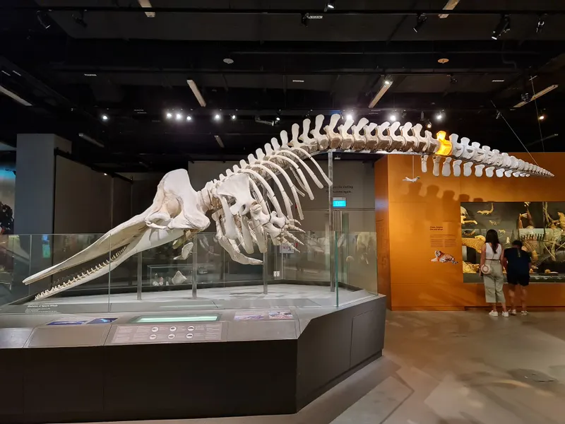 Lee Kong Chian Natural History Museum, Singapore — Museum in Singapore