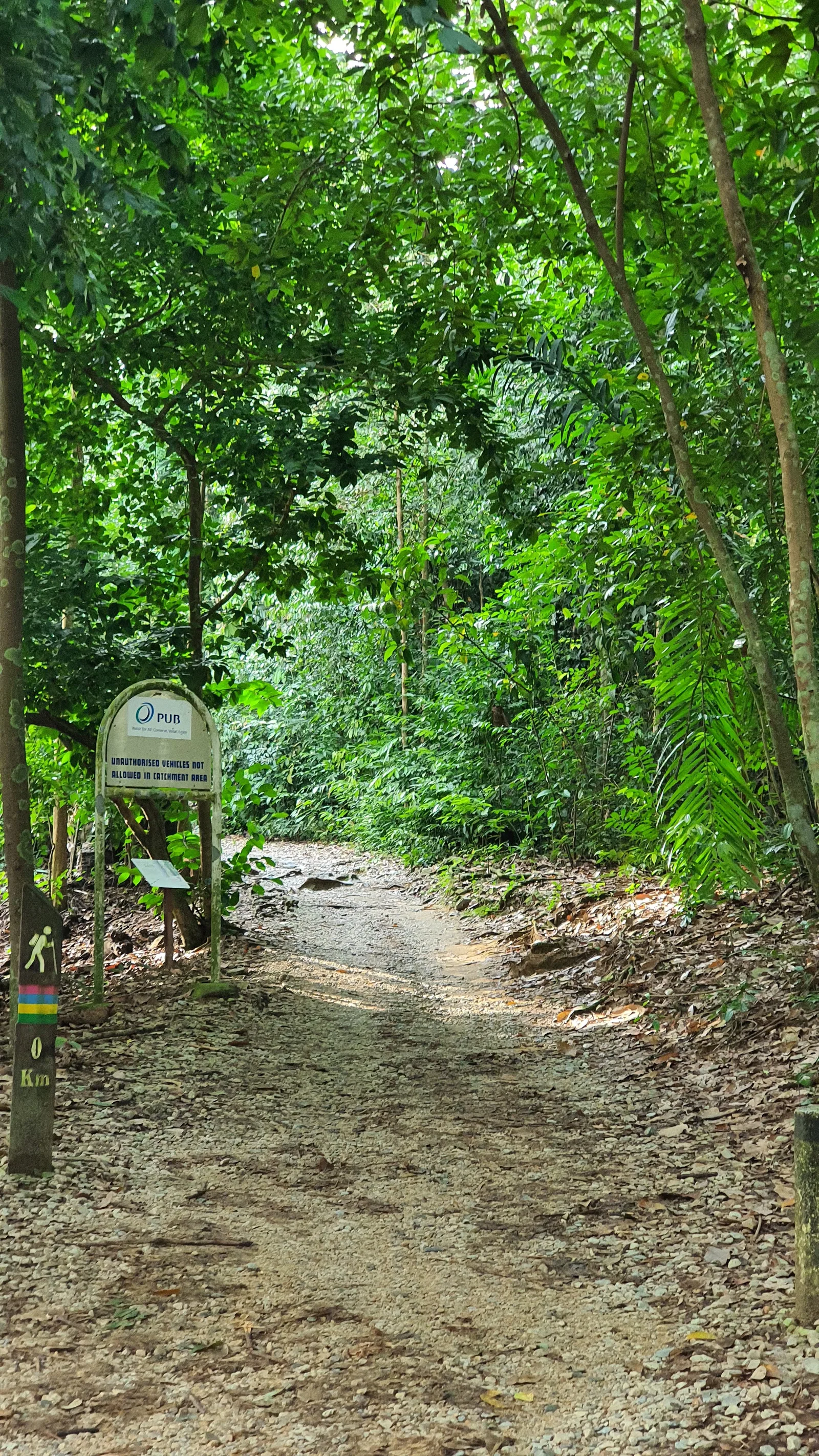 Details at MacRitchie Reservoir Park Singapore — travel photo