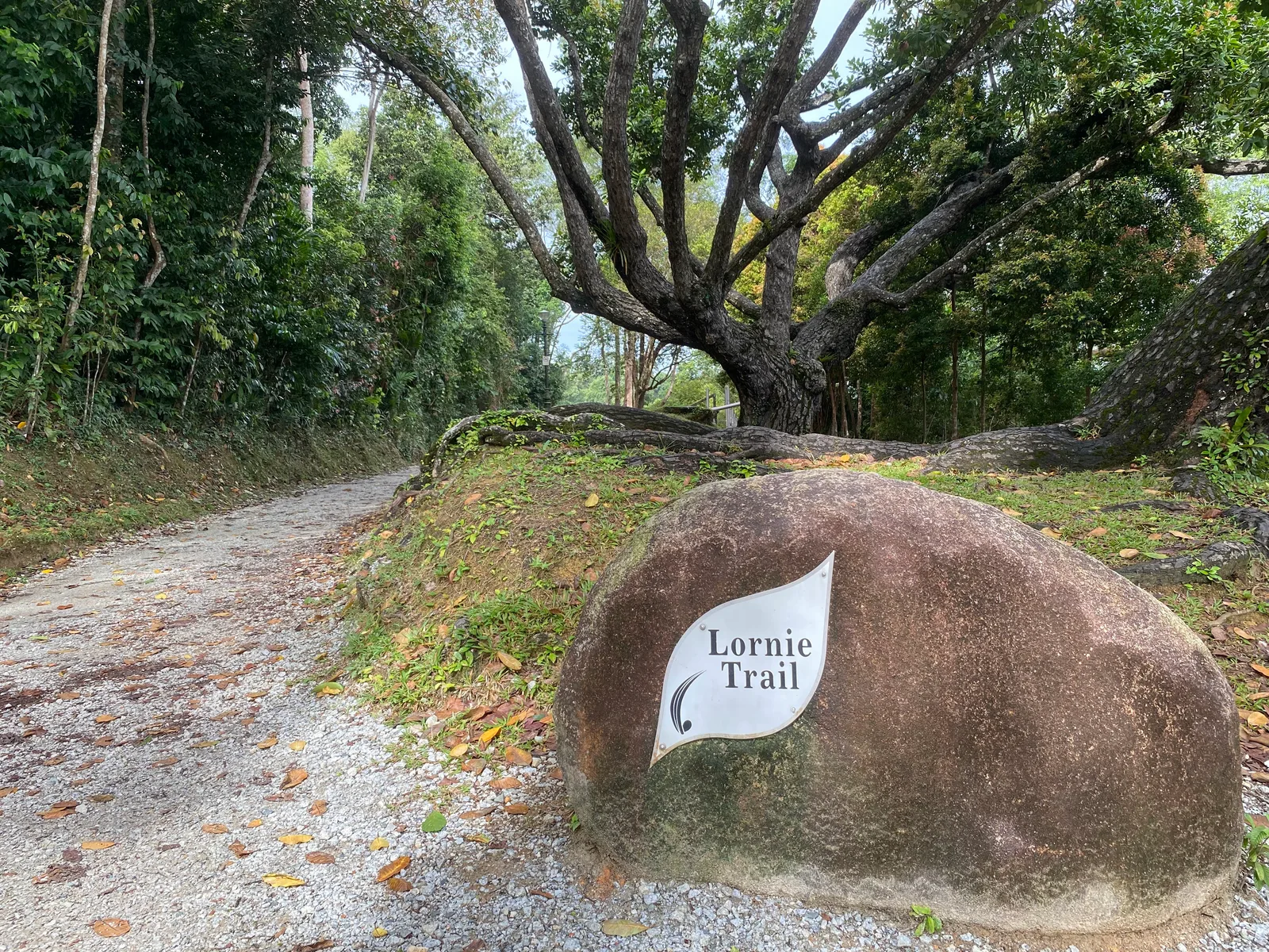 Atmosphere at MacRitchie Reservoir Park Singapore — travel photo