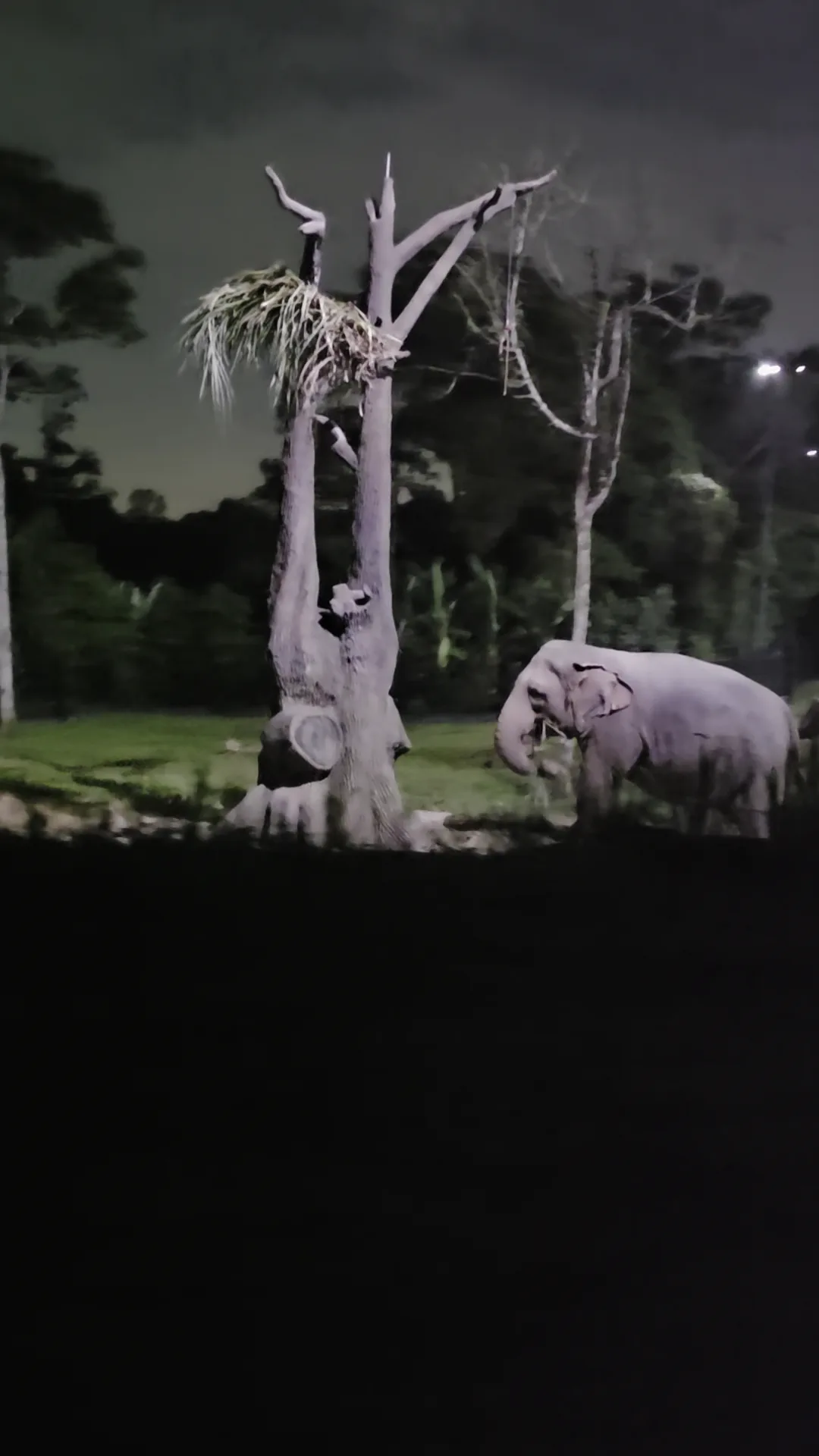 Interior at Night Safari Singapore — travel photo