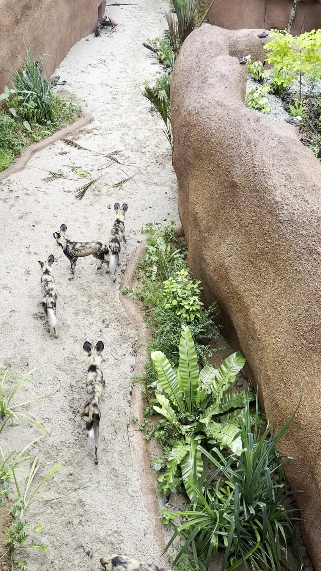 Interior at Rainforest Wild Adventure EAST Singapore — travel photo