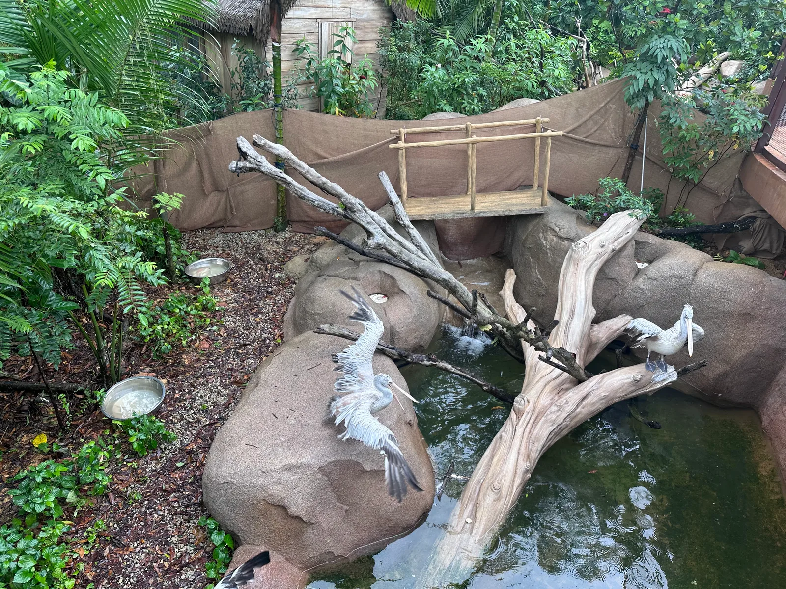 Details at Rainforest Wild Adventure EAST Singapore — travel photo