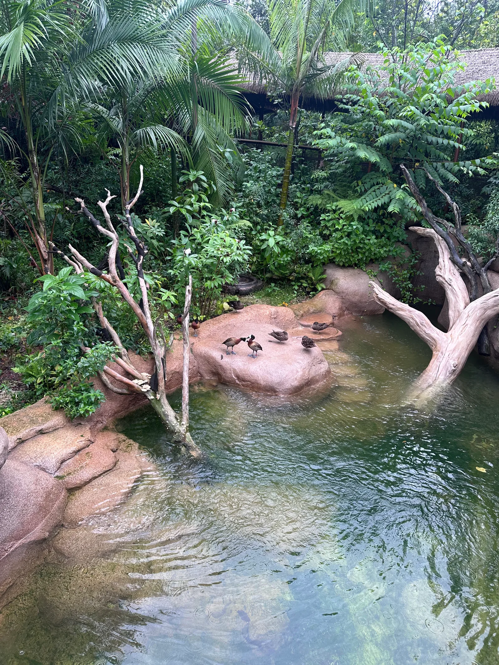 Atmosphere at Rainforest Wild Adventure EAST Singapore — travel photo