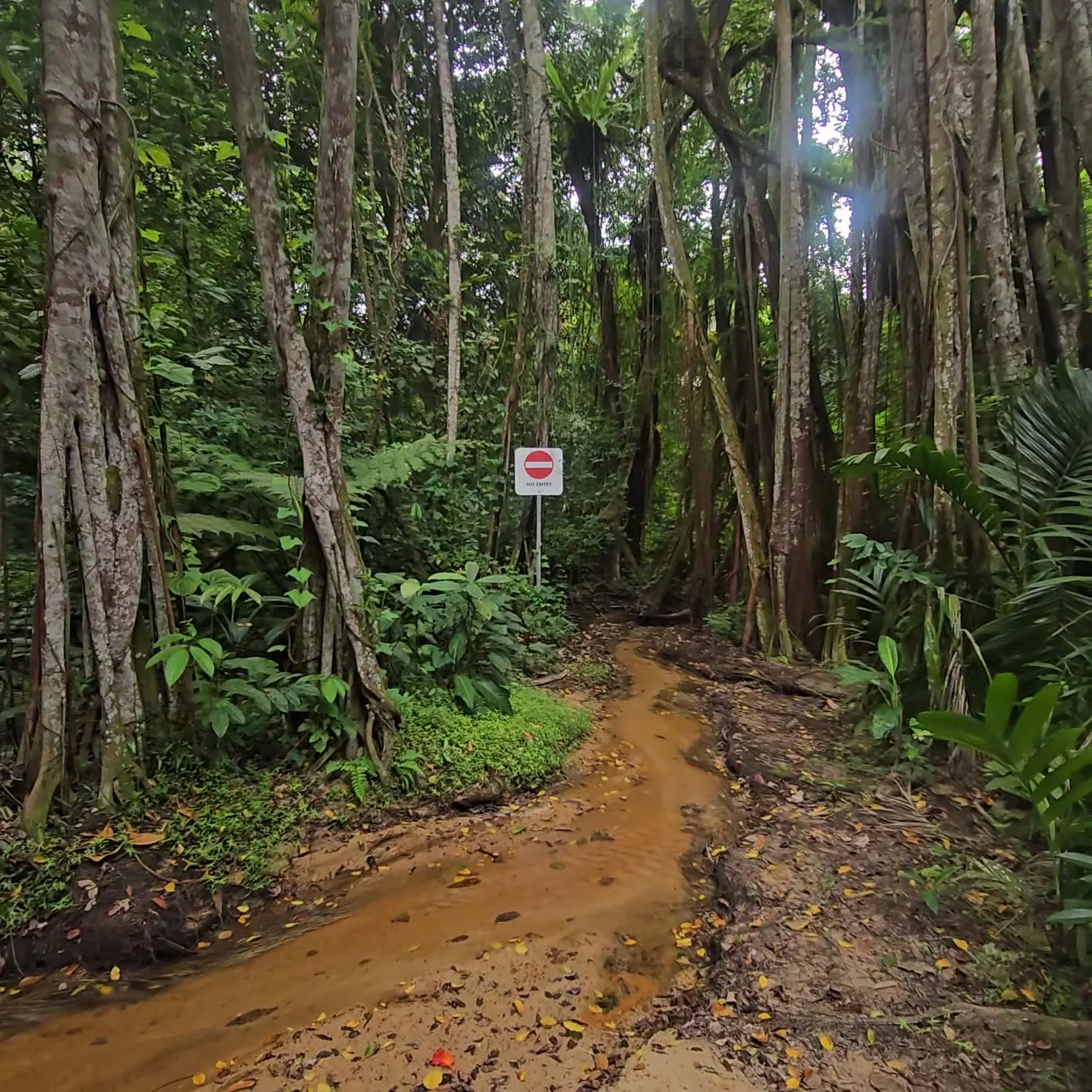 Atmosphere at Rifle Range Nature Park Singapore — travel photo