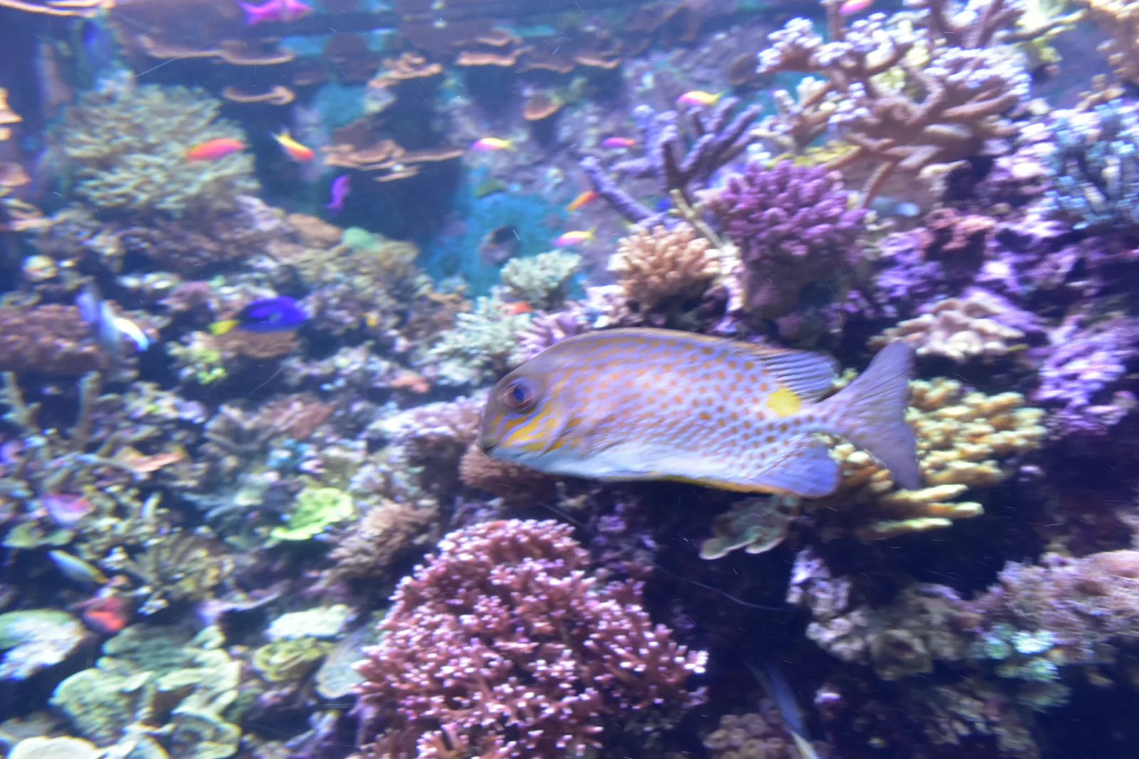 Main view at Singapore Oceanarium Singapore — travel photo