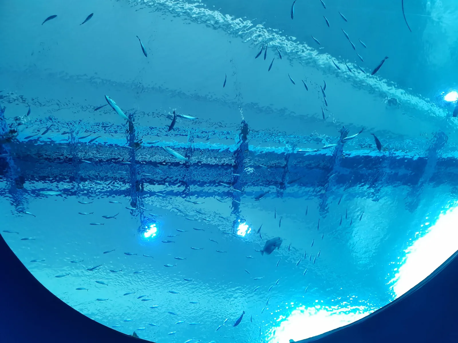 Interior at Singapore Oceanarium Singapore — travel photo