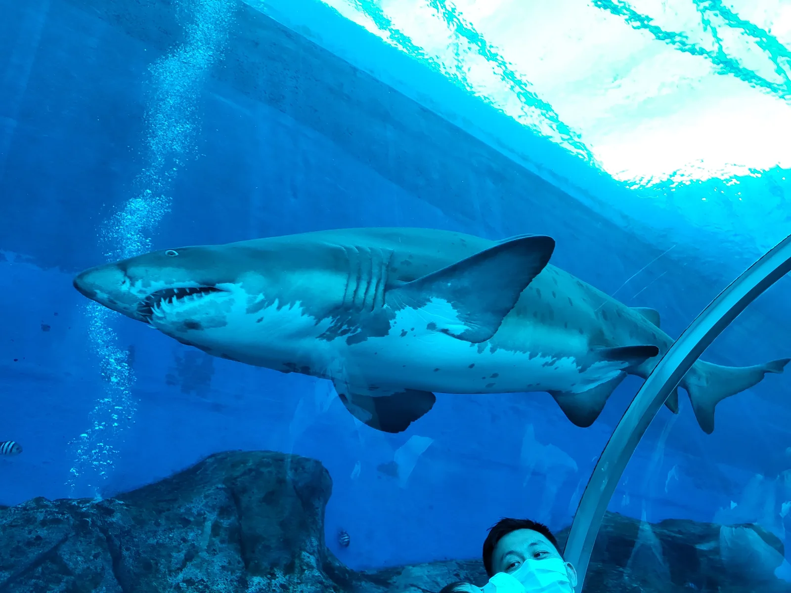 Details at Singapore Oceanarium Singapore — travel photo