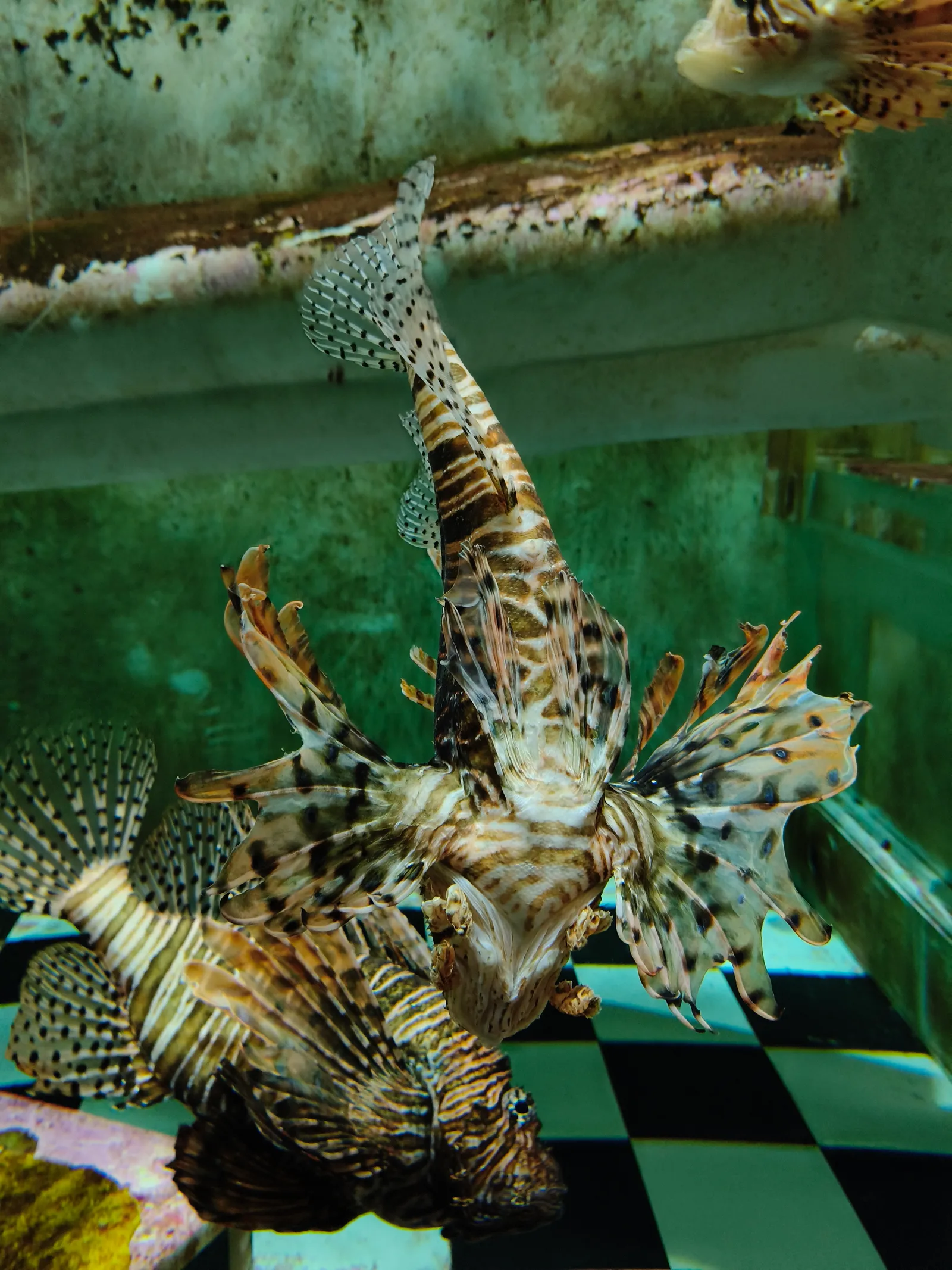 Atmosphere at Singapore Oceanarium Singapore — travel photo