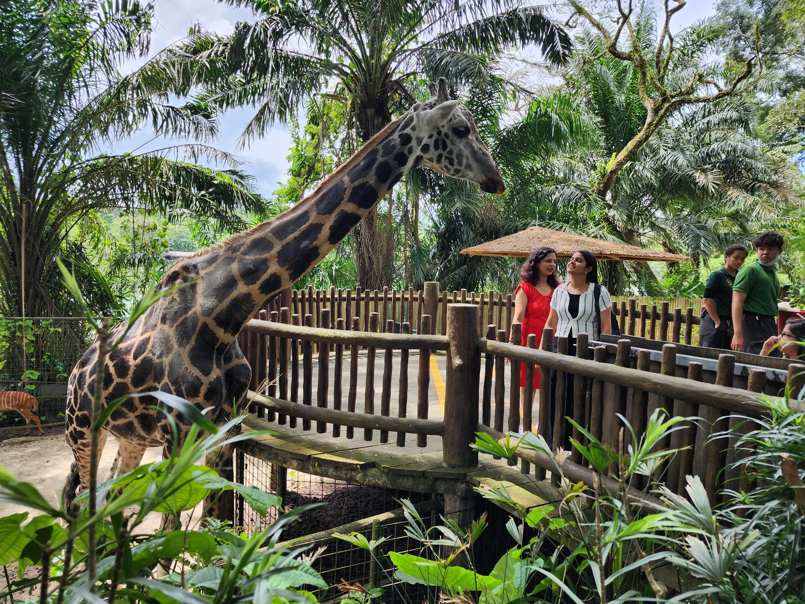 Interior at Singapore Zoo Singapore — travel photo