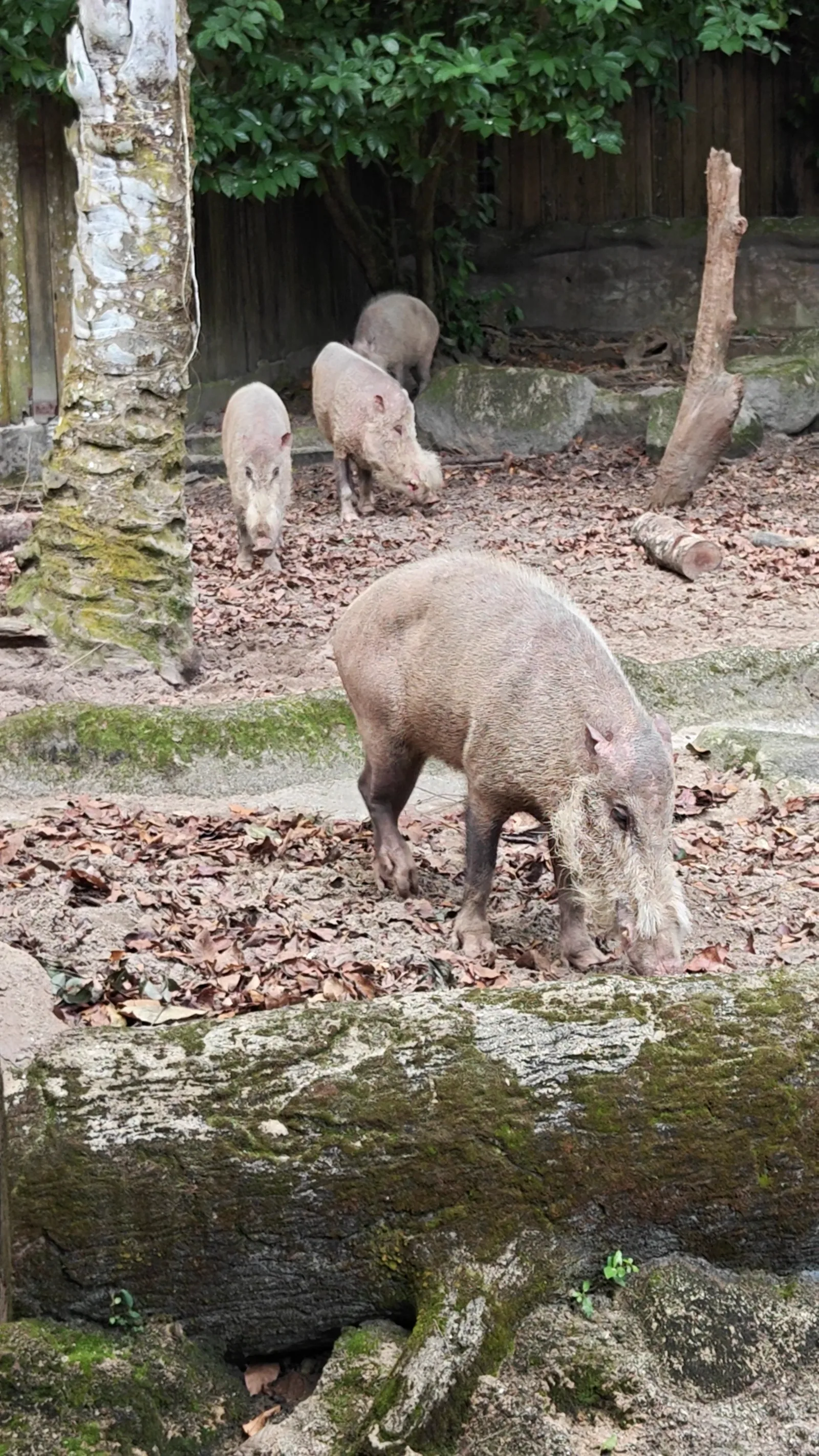Details at Singapore Zoo Singapore — travel photo