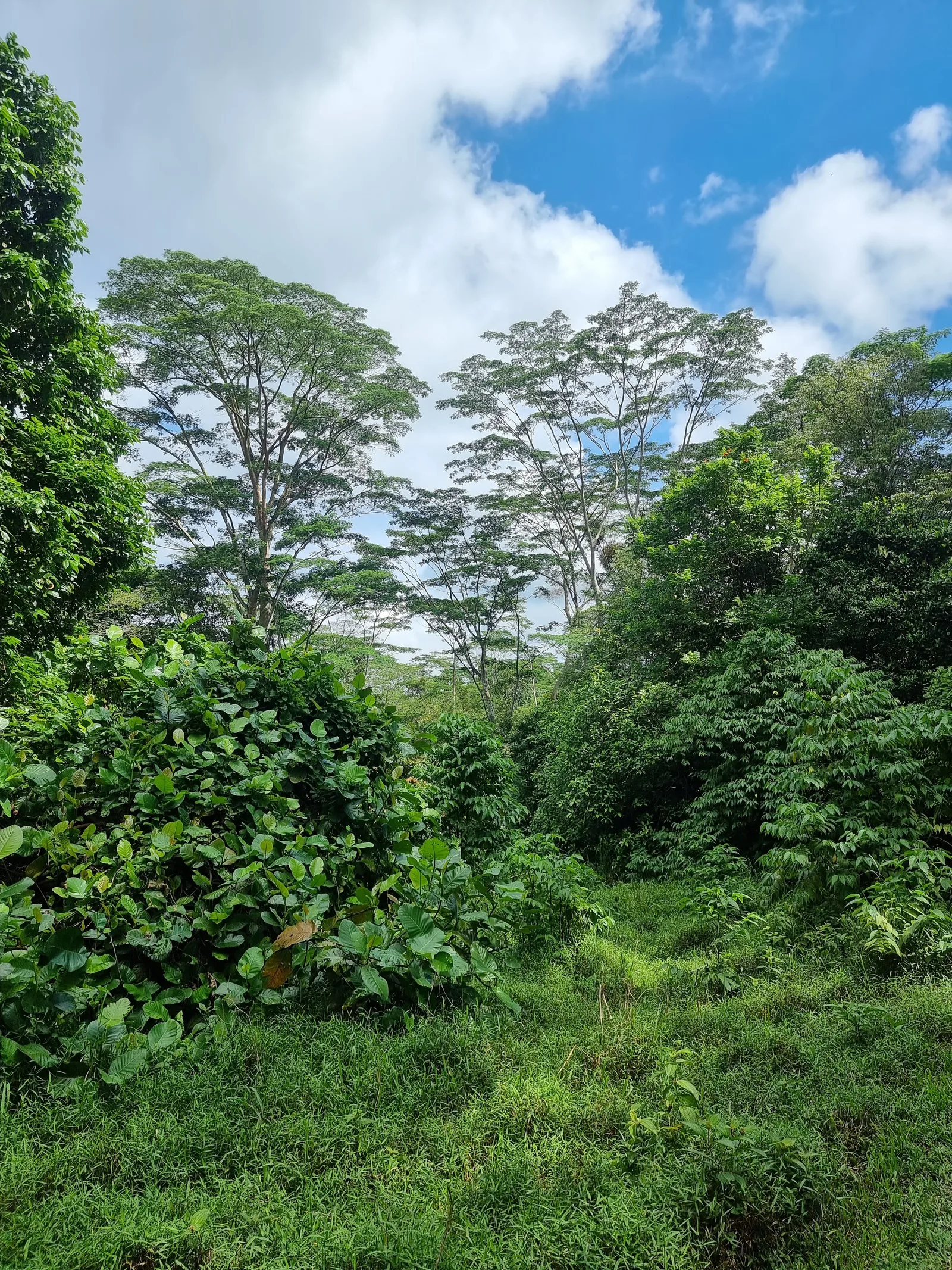 Atmosphere at Chestnut Nature Park Singapore — travel photo