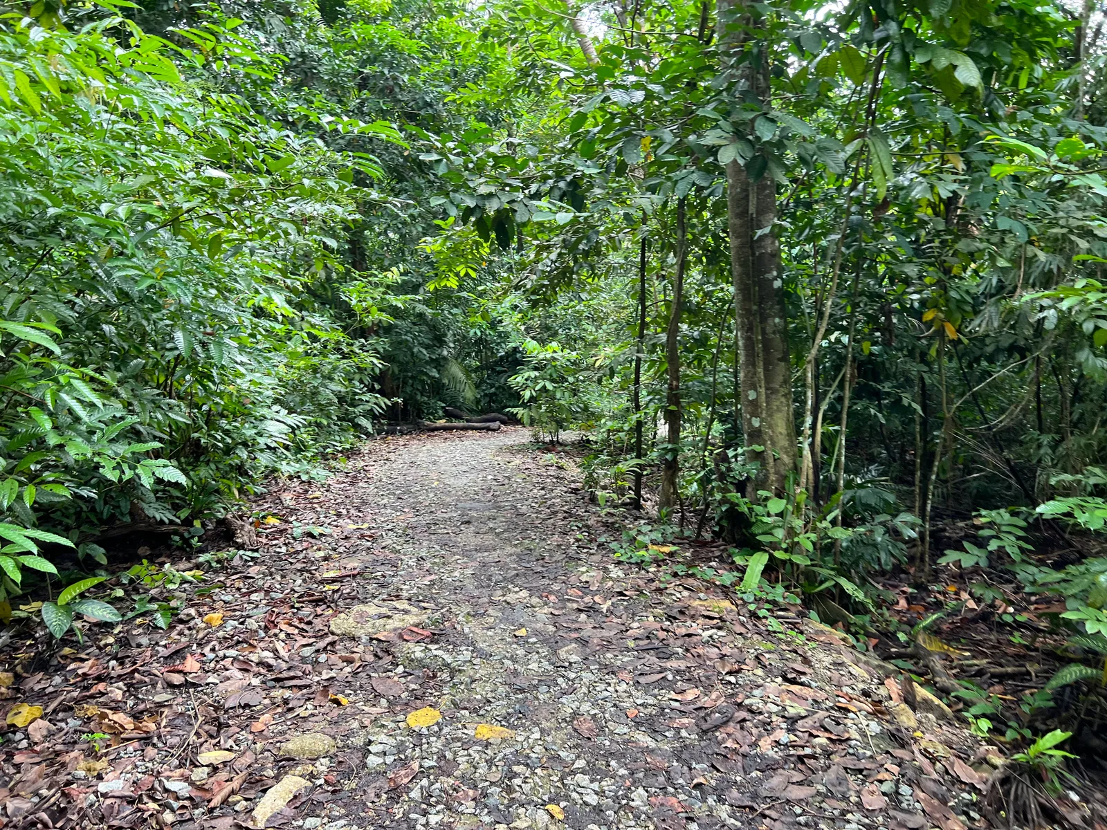 Chestnut Nature Park β romantic guide Singapore