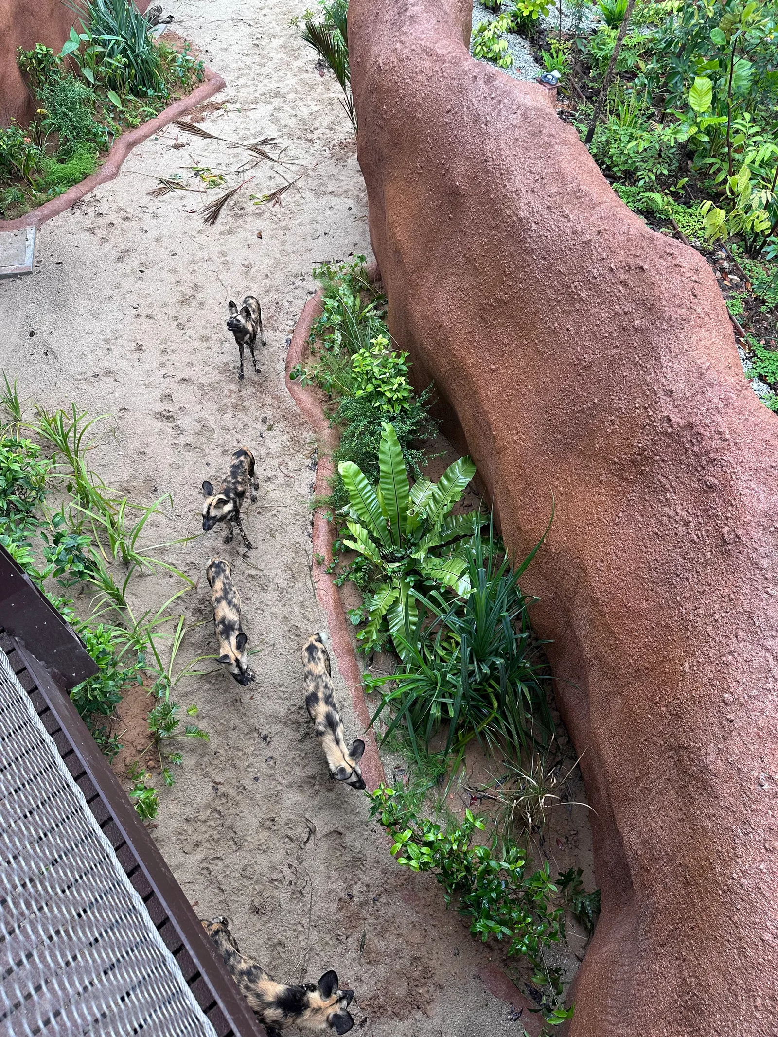 Interior at Rainforest Wild Adventure EAST Singapore — travel photo