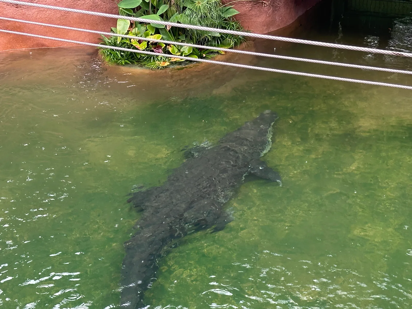Atmosphere at Rainforest Wild Adventure EAST Singapore — travel photo