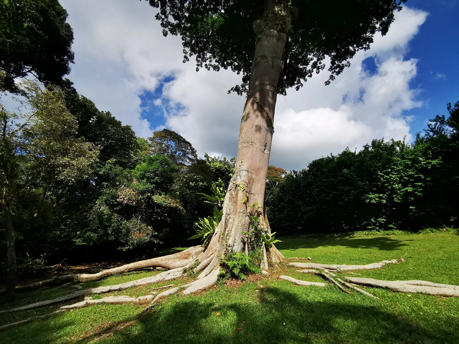 Around the area at Upper Seletar Reservoir Park Singapore — travel photo
