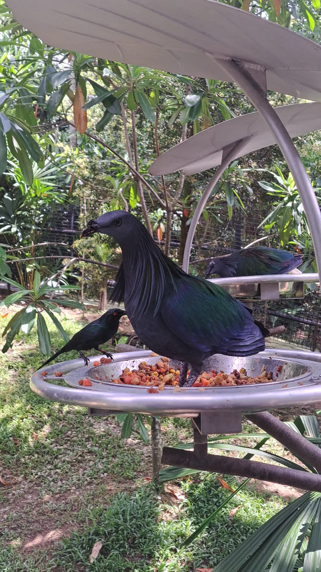 Details at Bird Paradise Singapore — travel photo