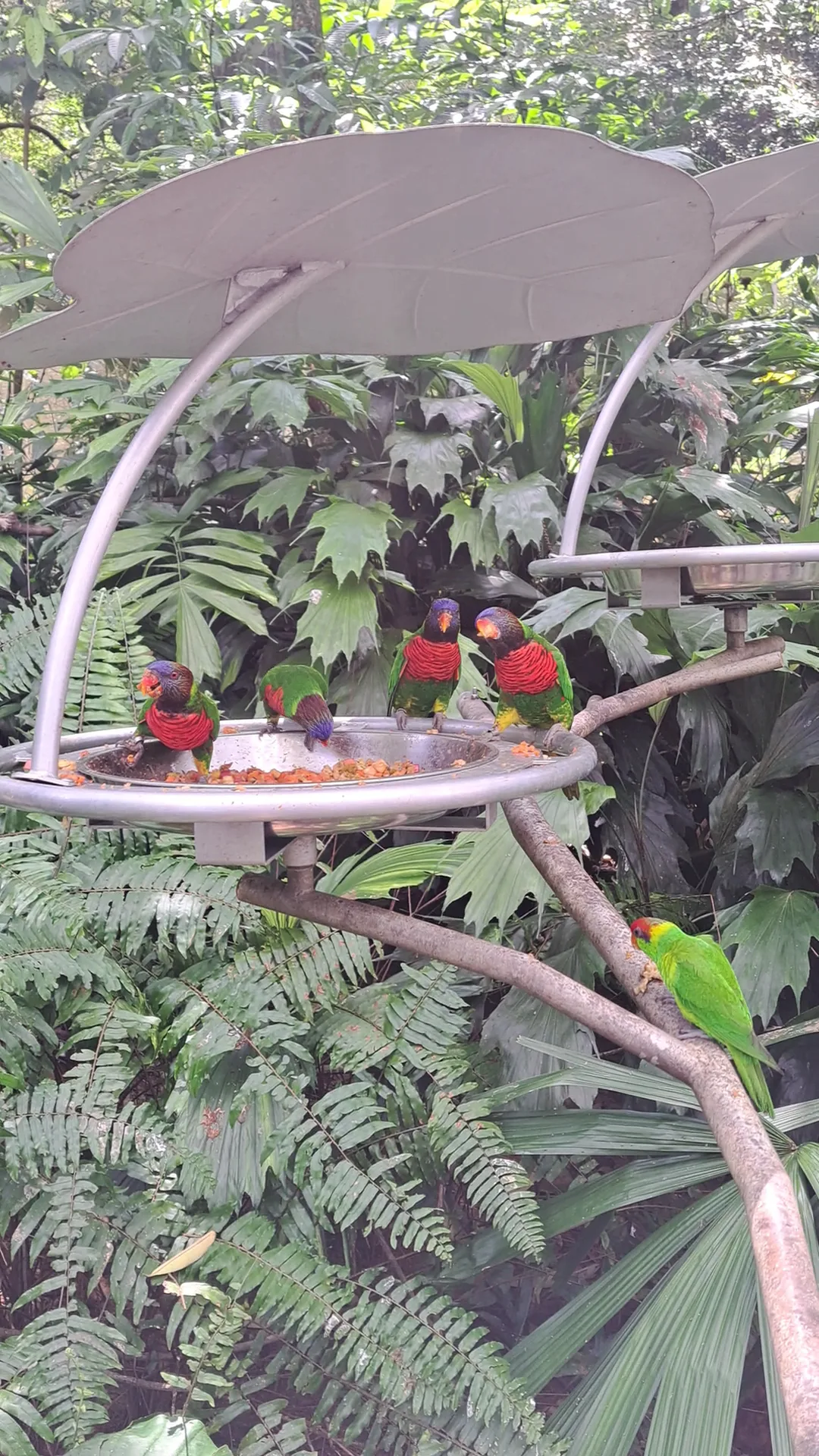 Atmosphere at Bird Paradise Singapore — travel photo