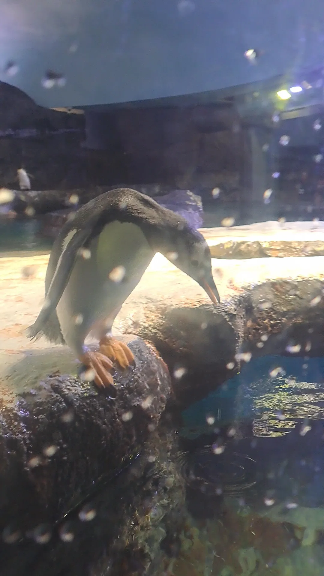 Around the area at Bird Paradise Singapore — travel photo