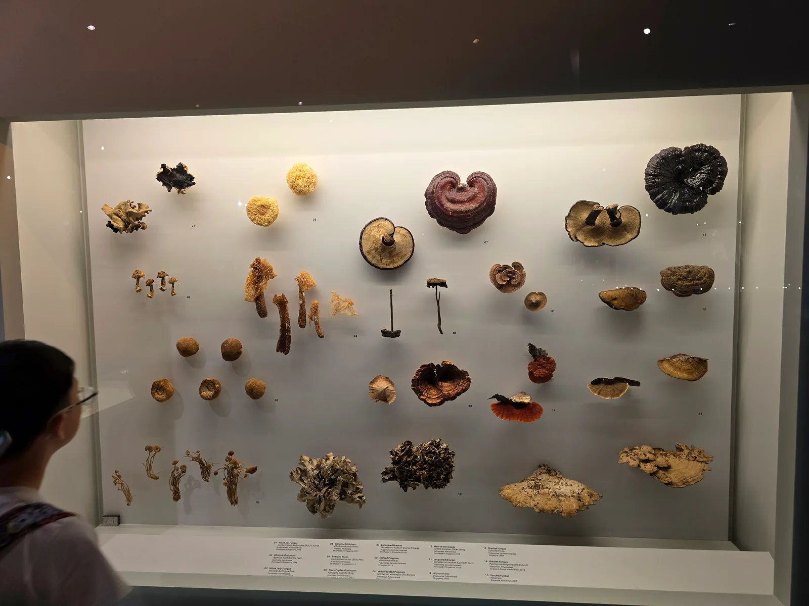 Details at Lee Kong Chian Natural History Museum, Singapore Singapore — travel photo