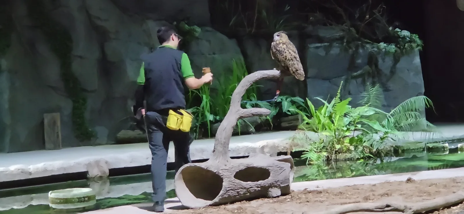 Night Safari — family guide Singapore