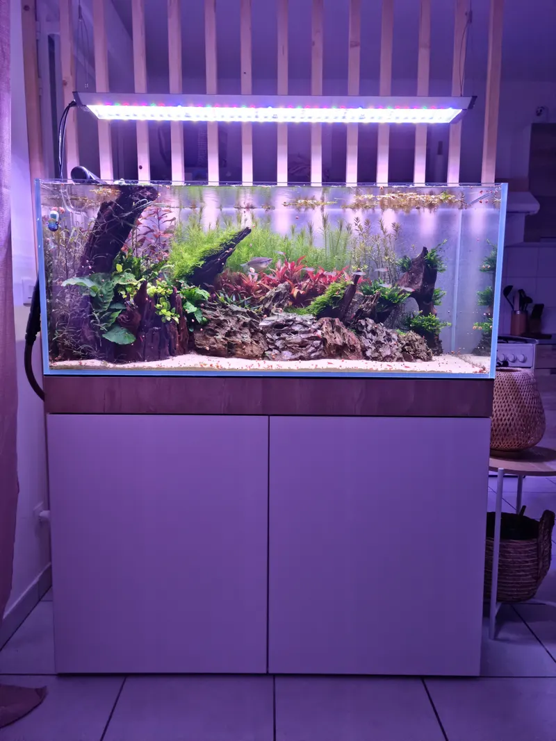 Aquatic Landscape