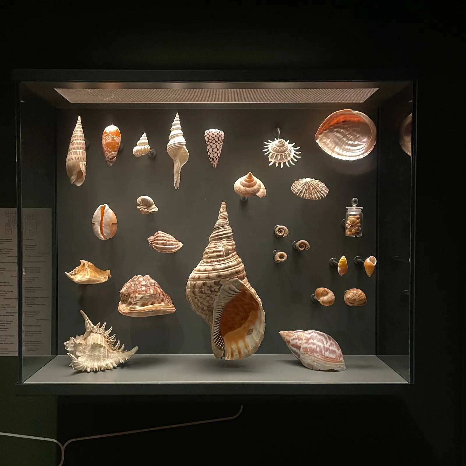 Main view at Musée zoologique de Strasbourg Strasbourg — travel photo