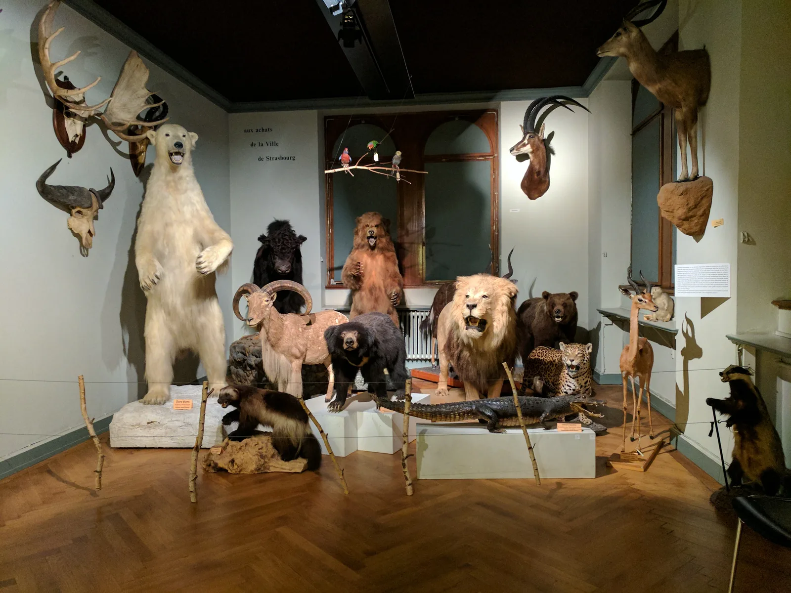 Interior at Musée zoologique de Strasbourg Strasbourg — travel photo