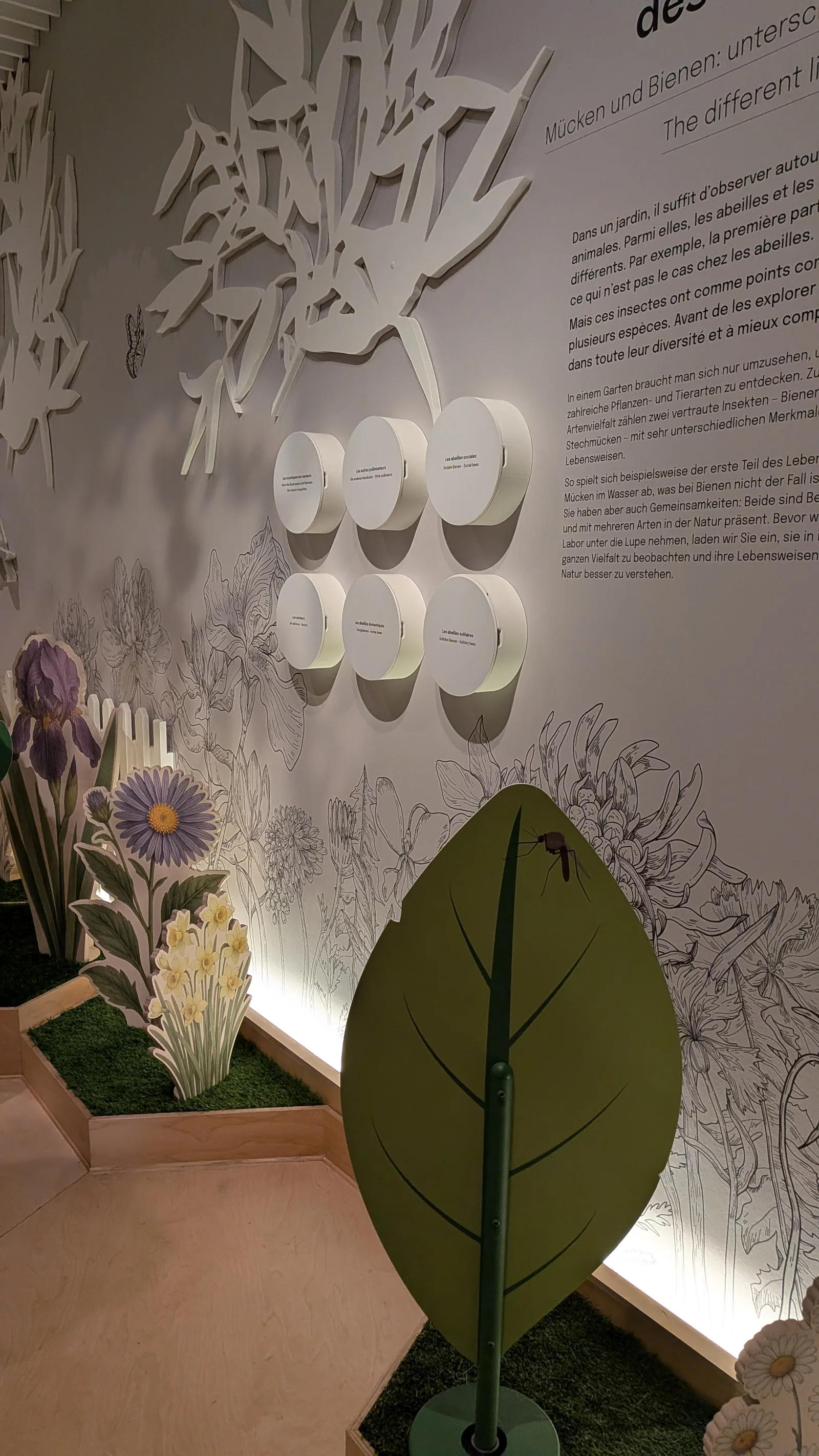 Details at Musée zoologique de Strasbourg Strasbourg — travel photo