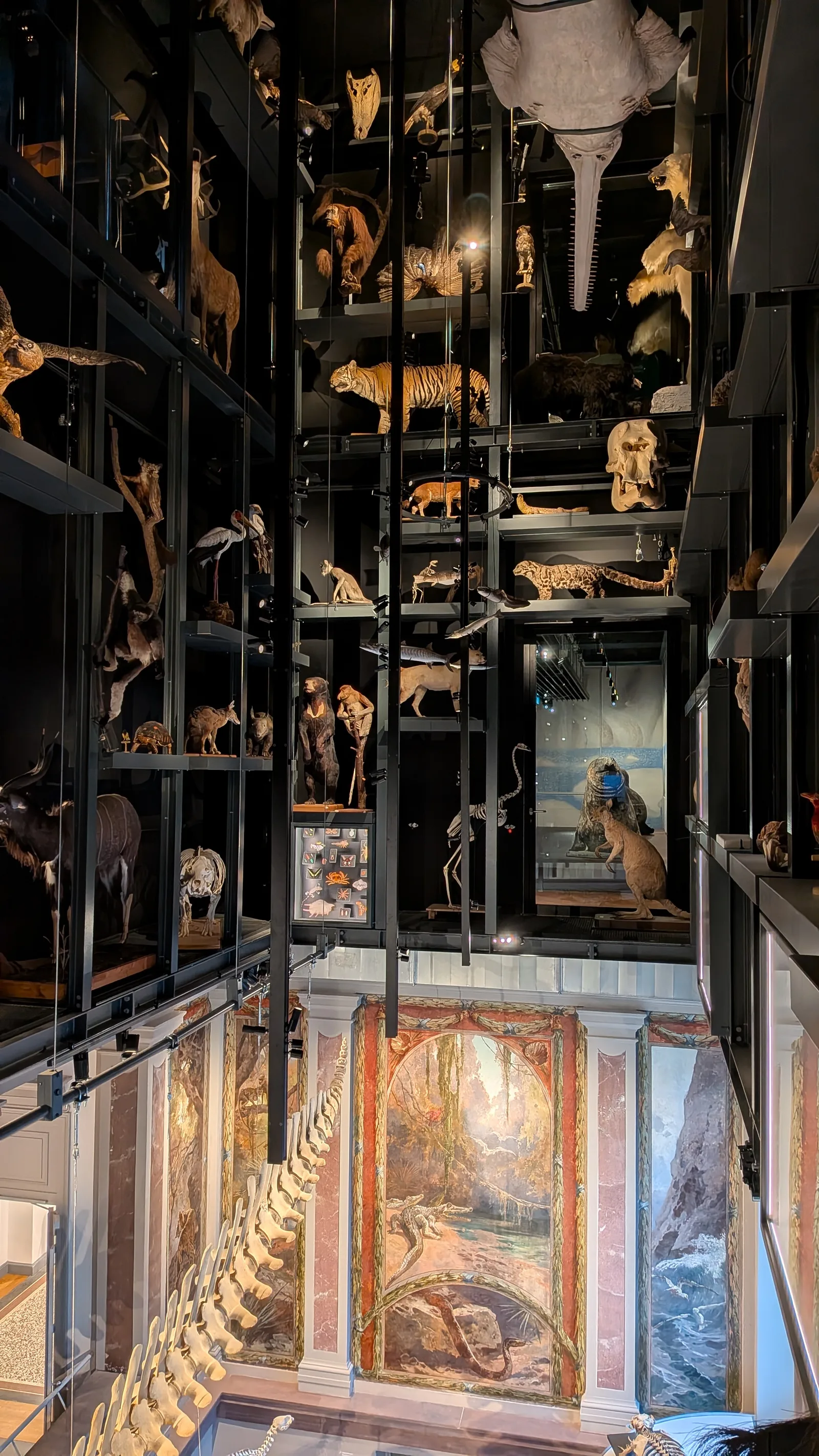 Atmosphere at Musée zoologique de Strasbourg Strasbourg — travel photo