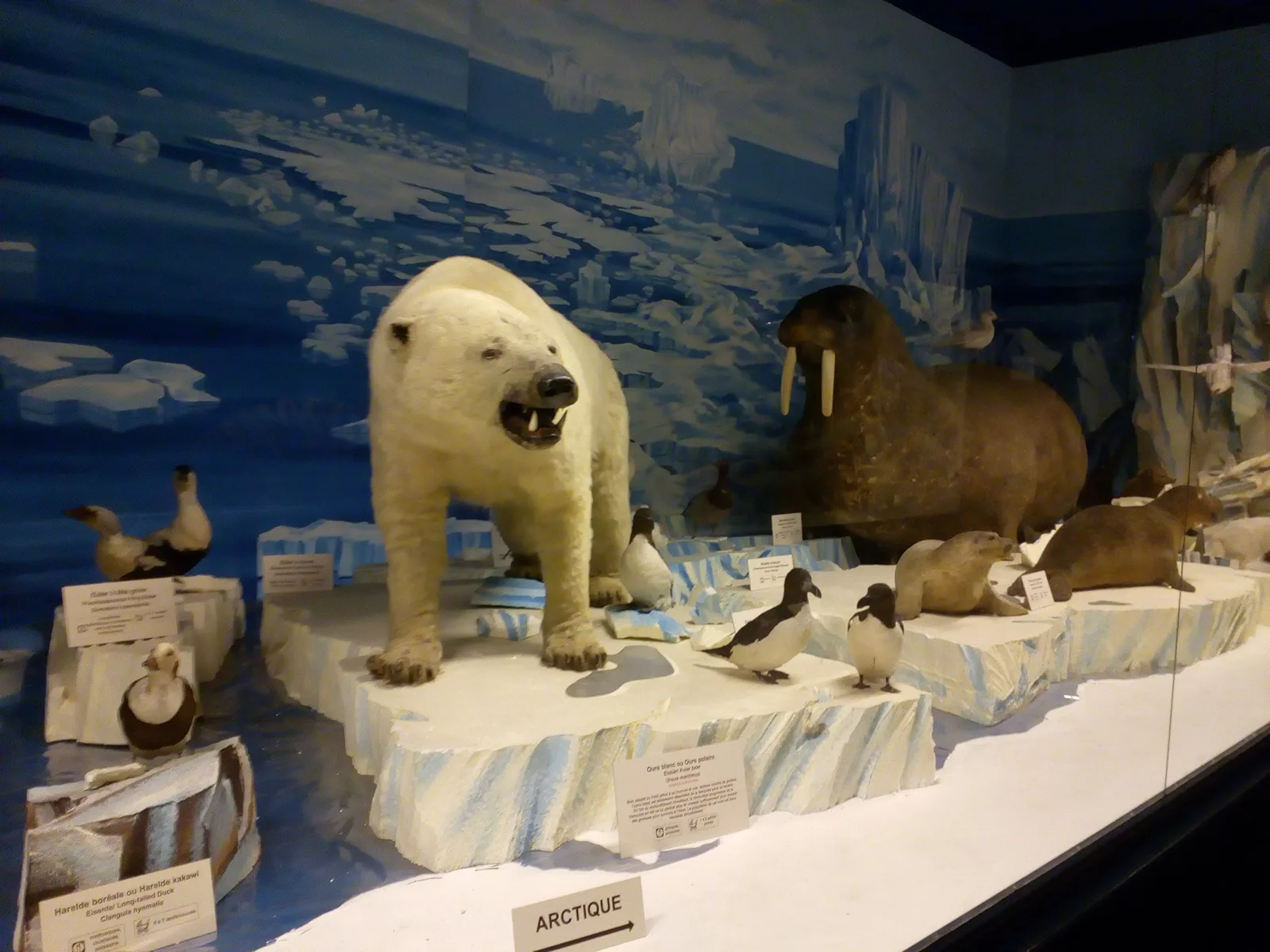 Musée zoologique de Strasbourg