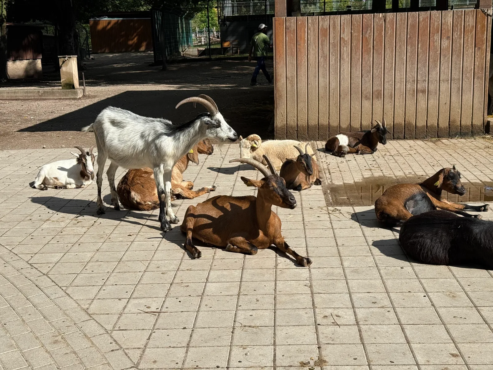 Details at Parc animalier Friedel Strasbourg — travel photo