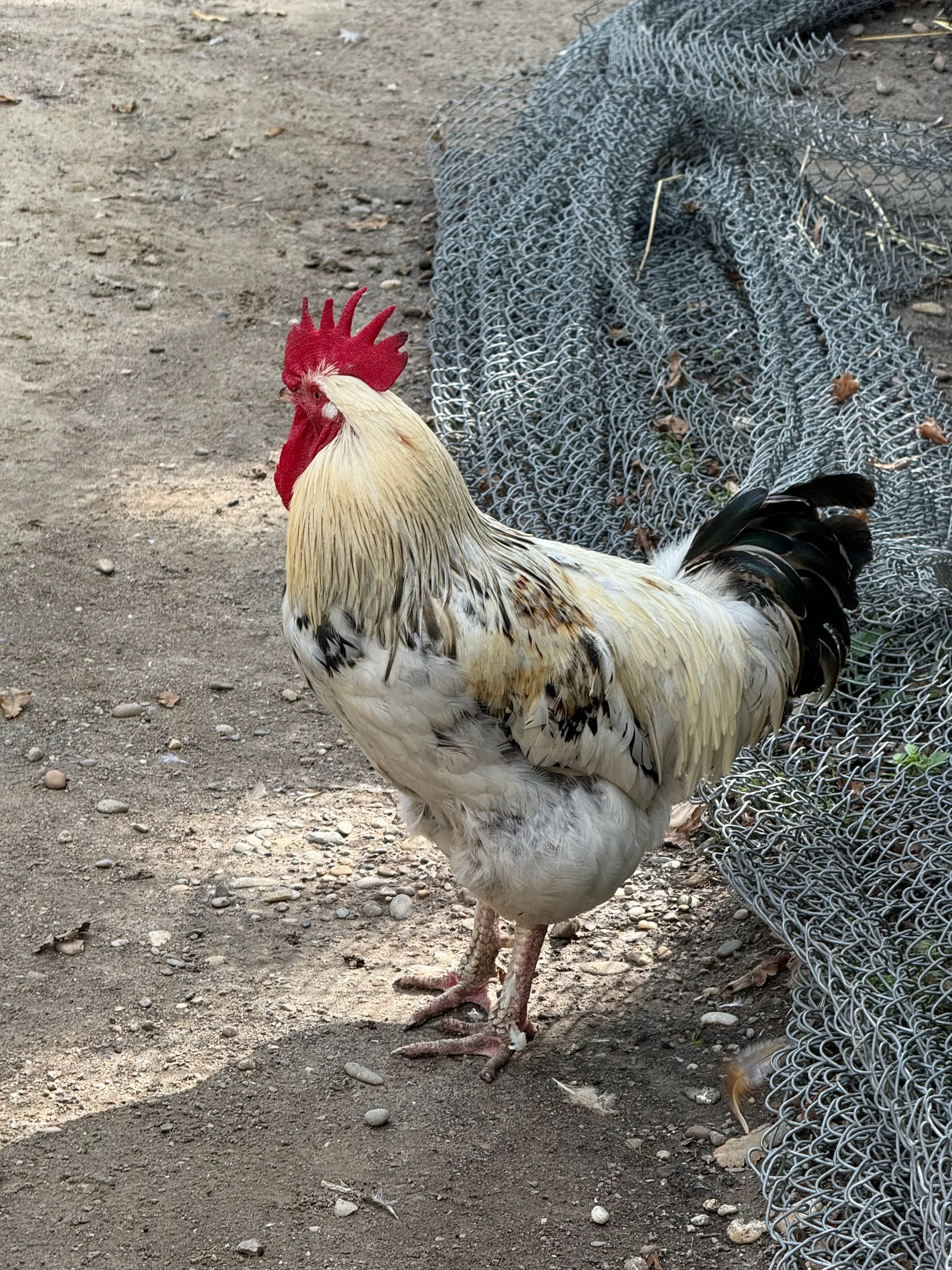Atmosphere at Parc animalier Friedel Strasbourg — travel photo