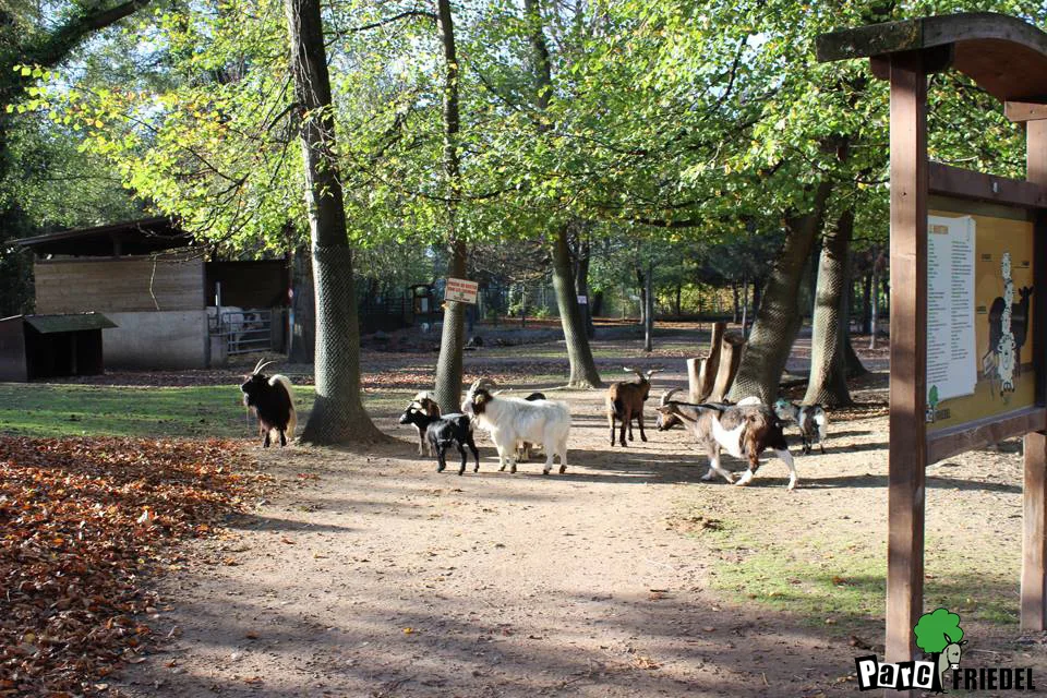 Parc animalier Friedel — family guide Strasbourg