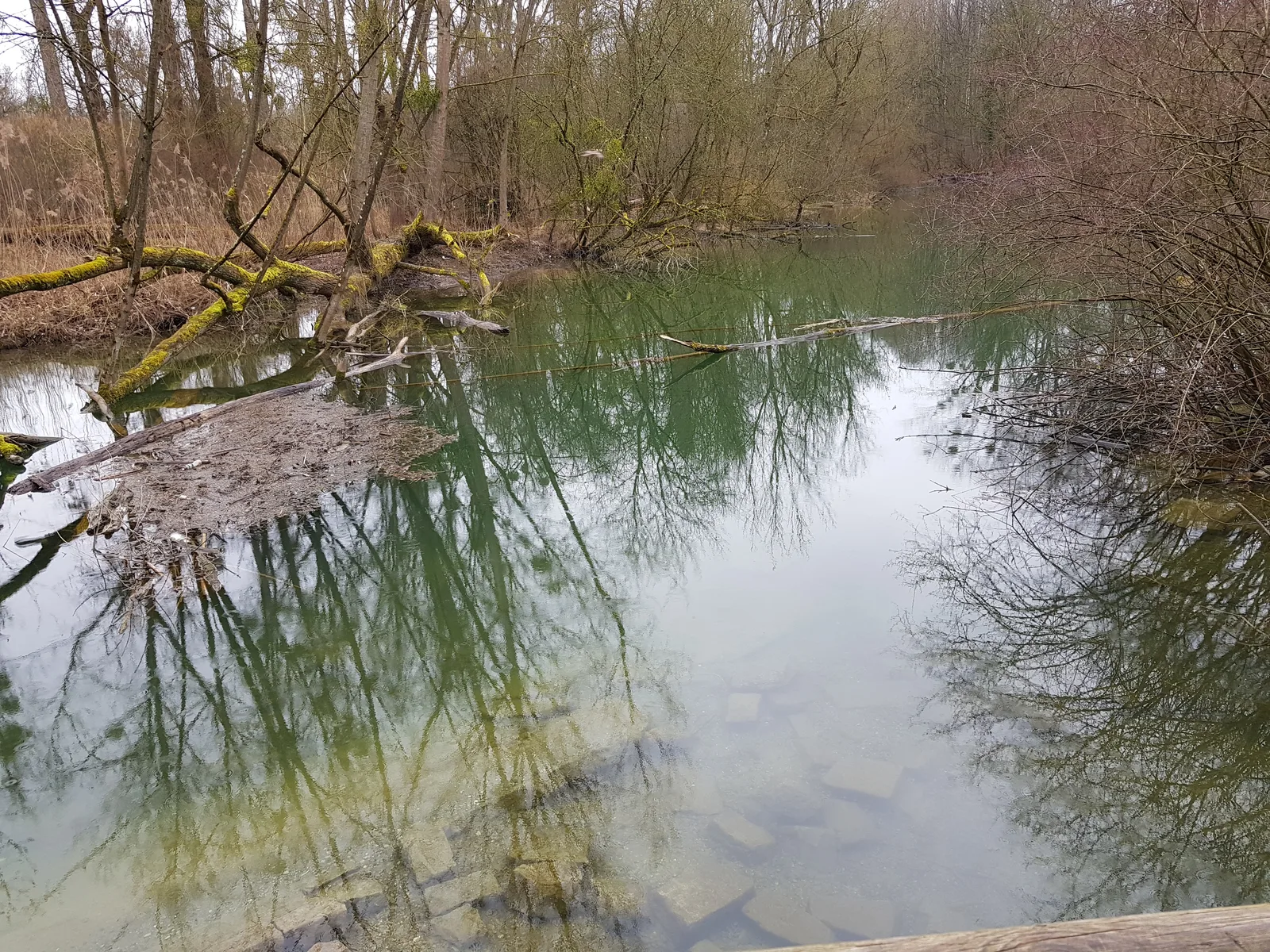 Interior at Réserve Naturelle de l'Île-du-Rohrschollen Strasbourg — travel photo