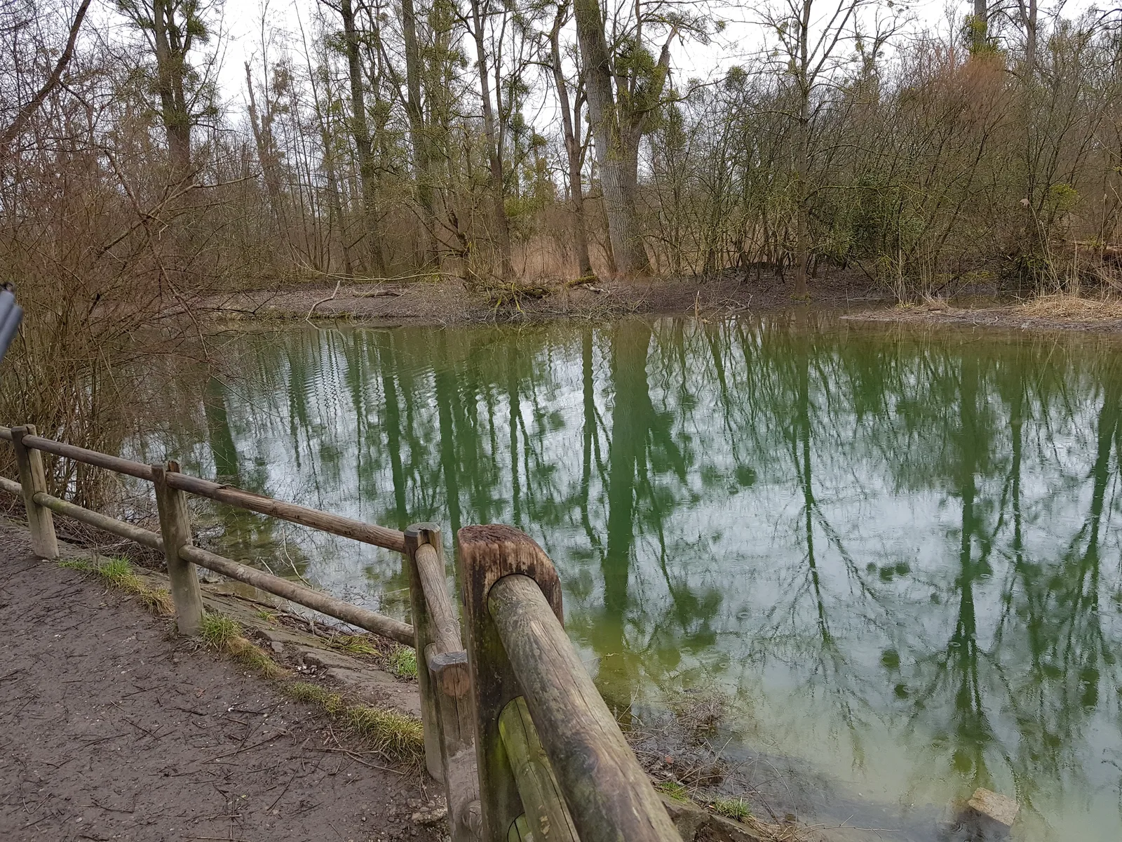 Details at Réserve Naturelle de l'Île-du-Rohrschollen Strasbourg — travel photo