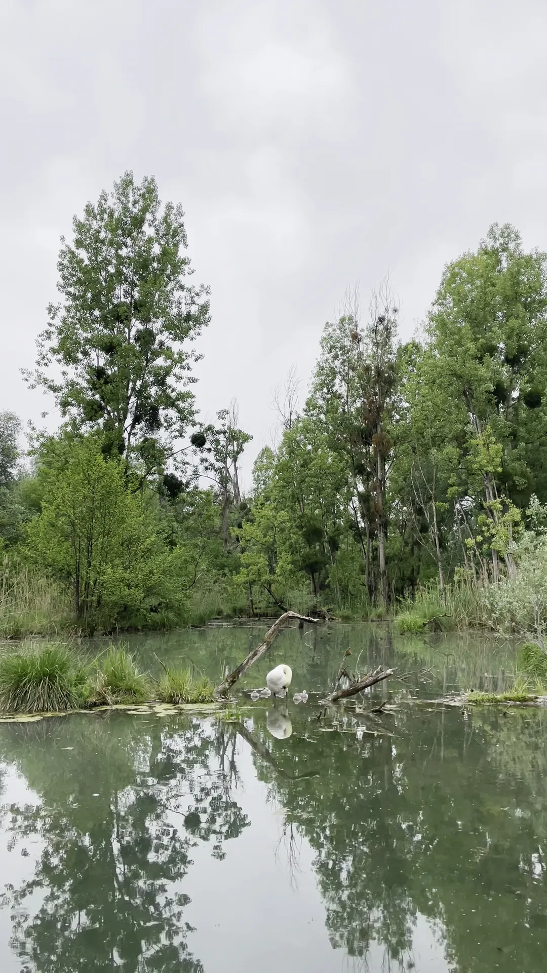 Atmosphere at Réserve Naturelle de l'Île-du-Rohrschollen Strasbourg — travel photo