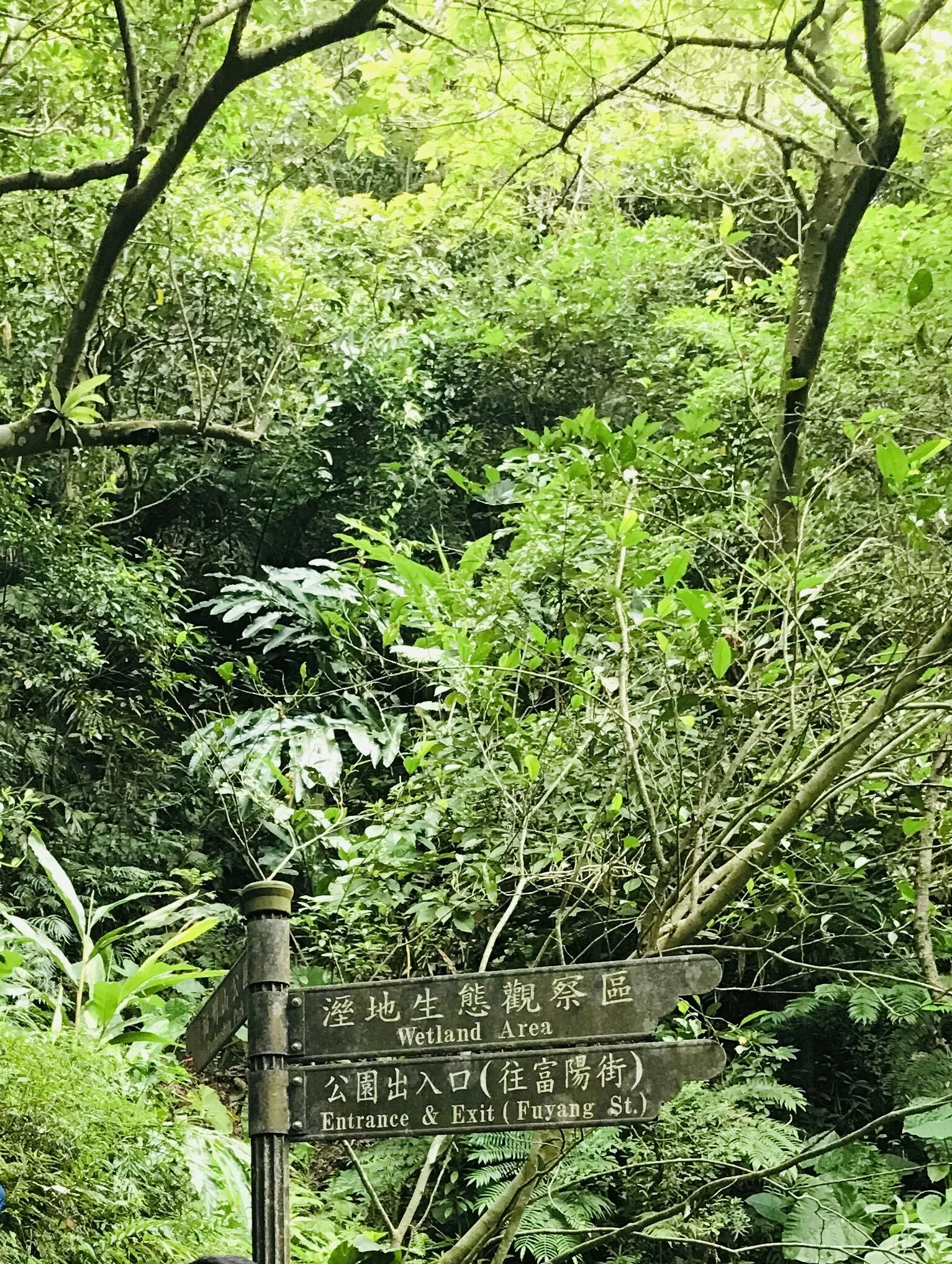 Details at Fuyang Eco Park Taipei — travel photo