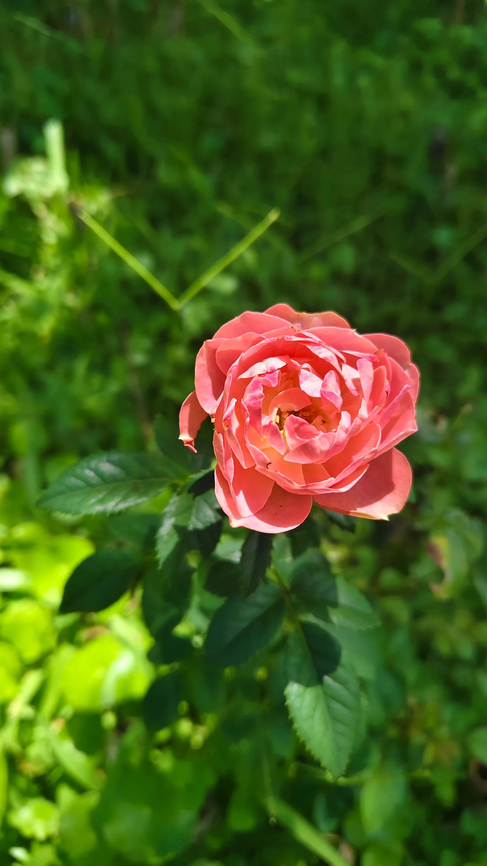 Garden91草山玉溪 (需預約reservation needed) — culture guide Taipei