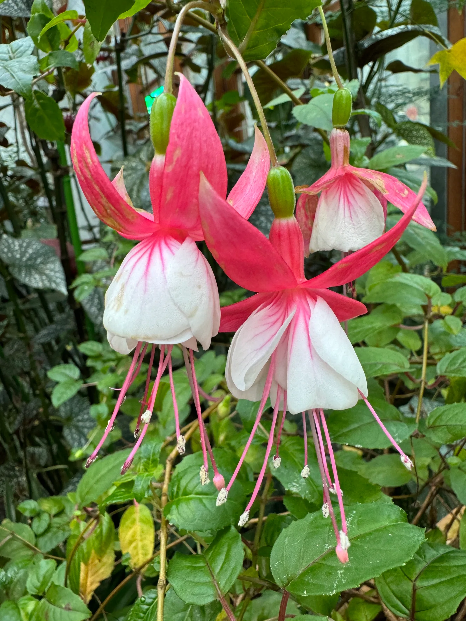 Interior at Taipei Collectible Botanical Garden Taipei — travel photo