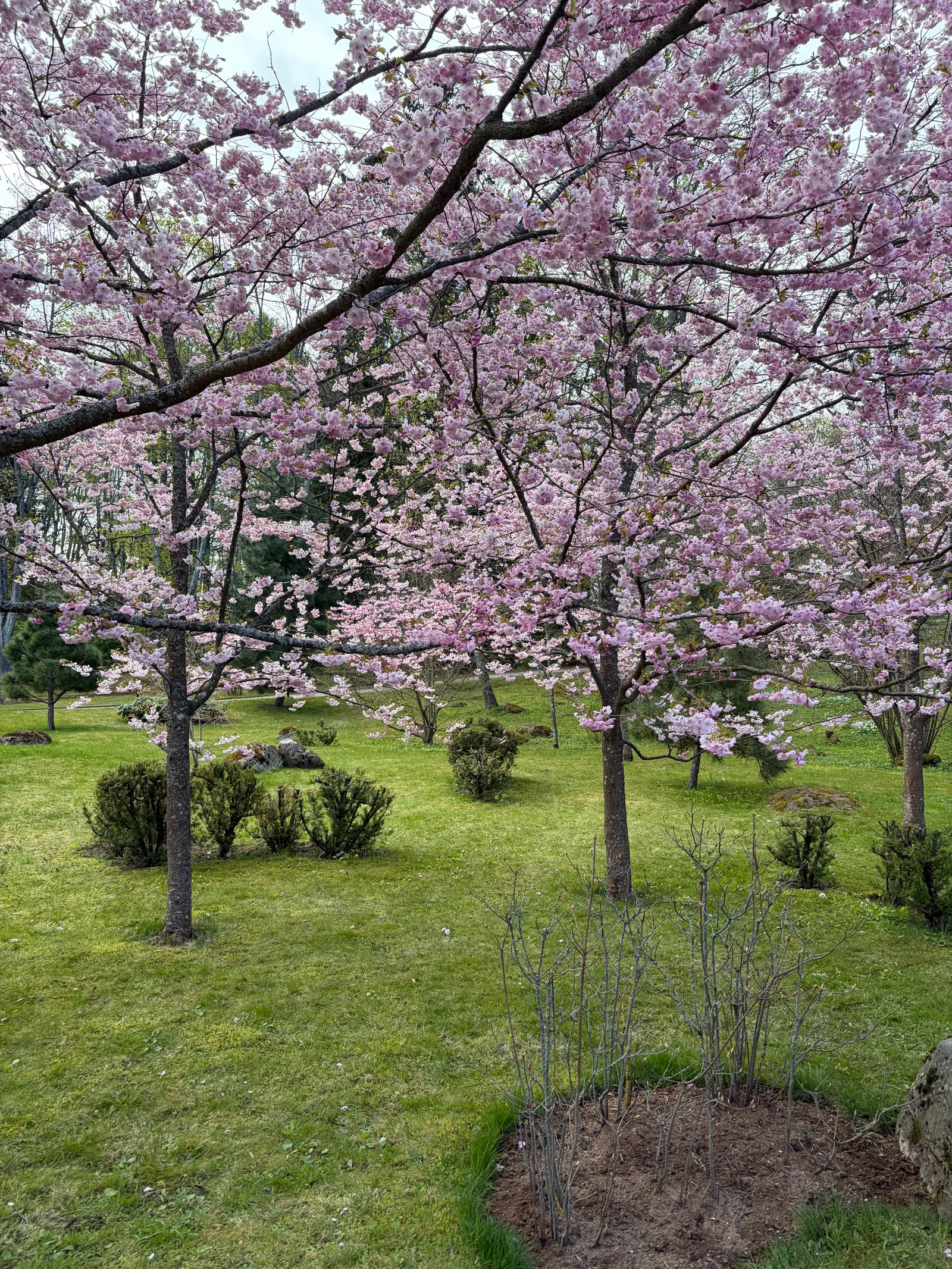 Details at Japanese Garden Tallinn — travel photo