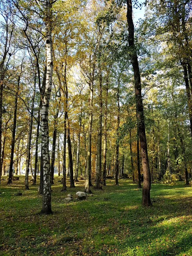 Kopli Birch Park