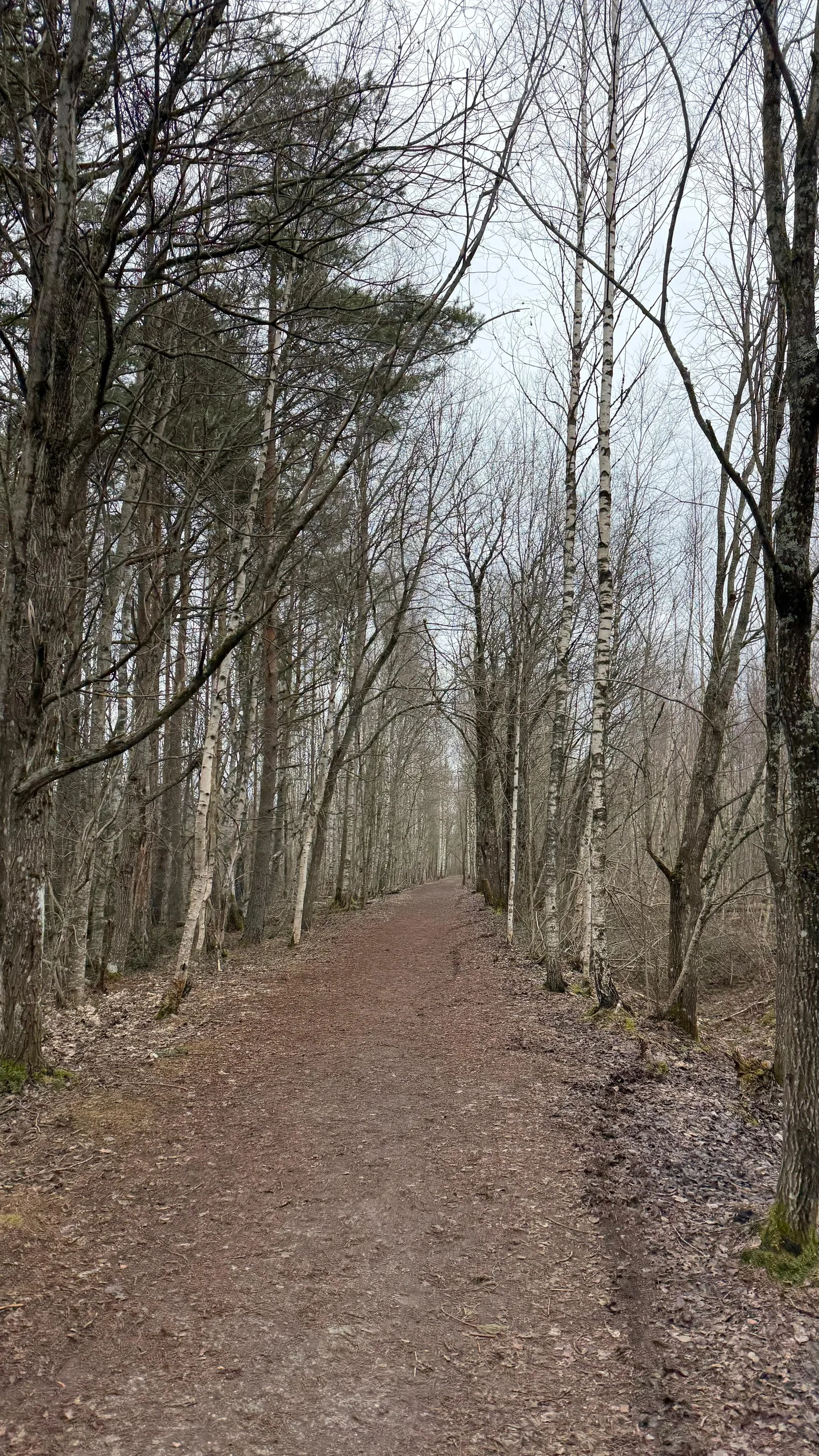 Interior at Pääsküla bog trail Tallinn — travel photo